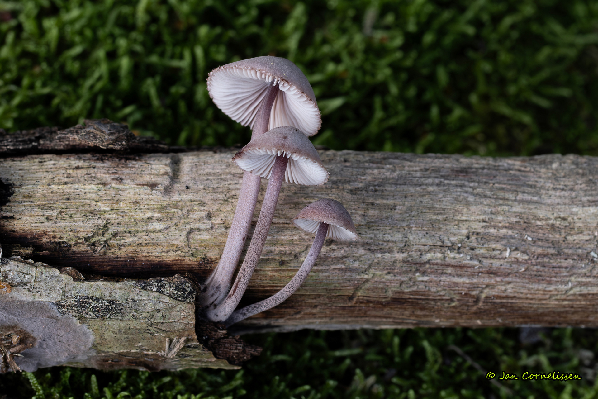 Grote bloedsteelmycena