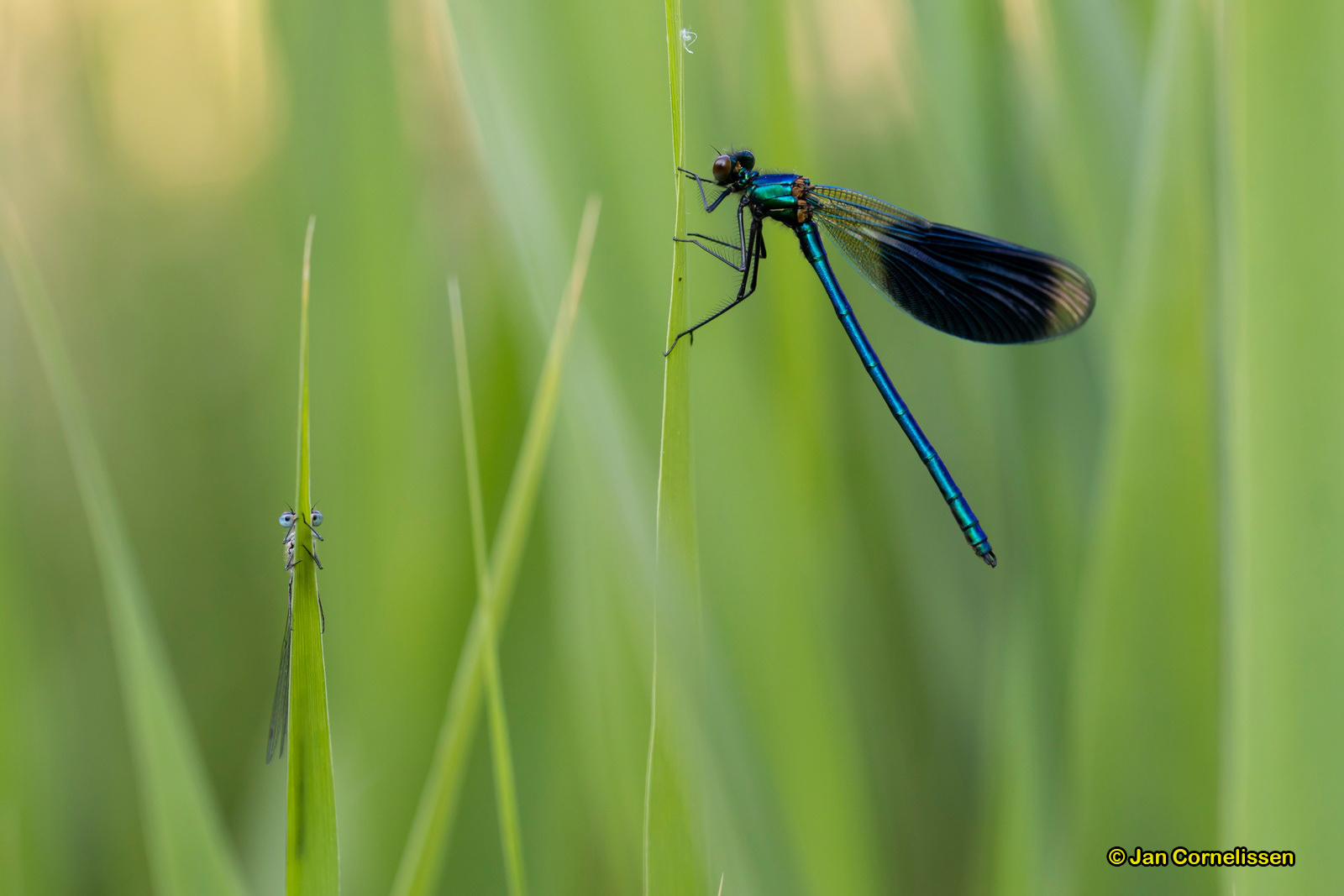 Weidebeekjuffer ♂ - Calopterix splendens (Pelt, B) 2020