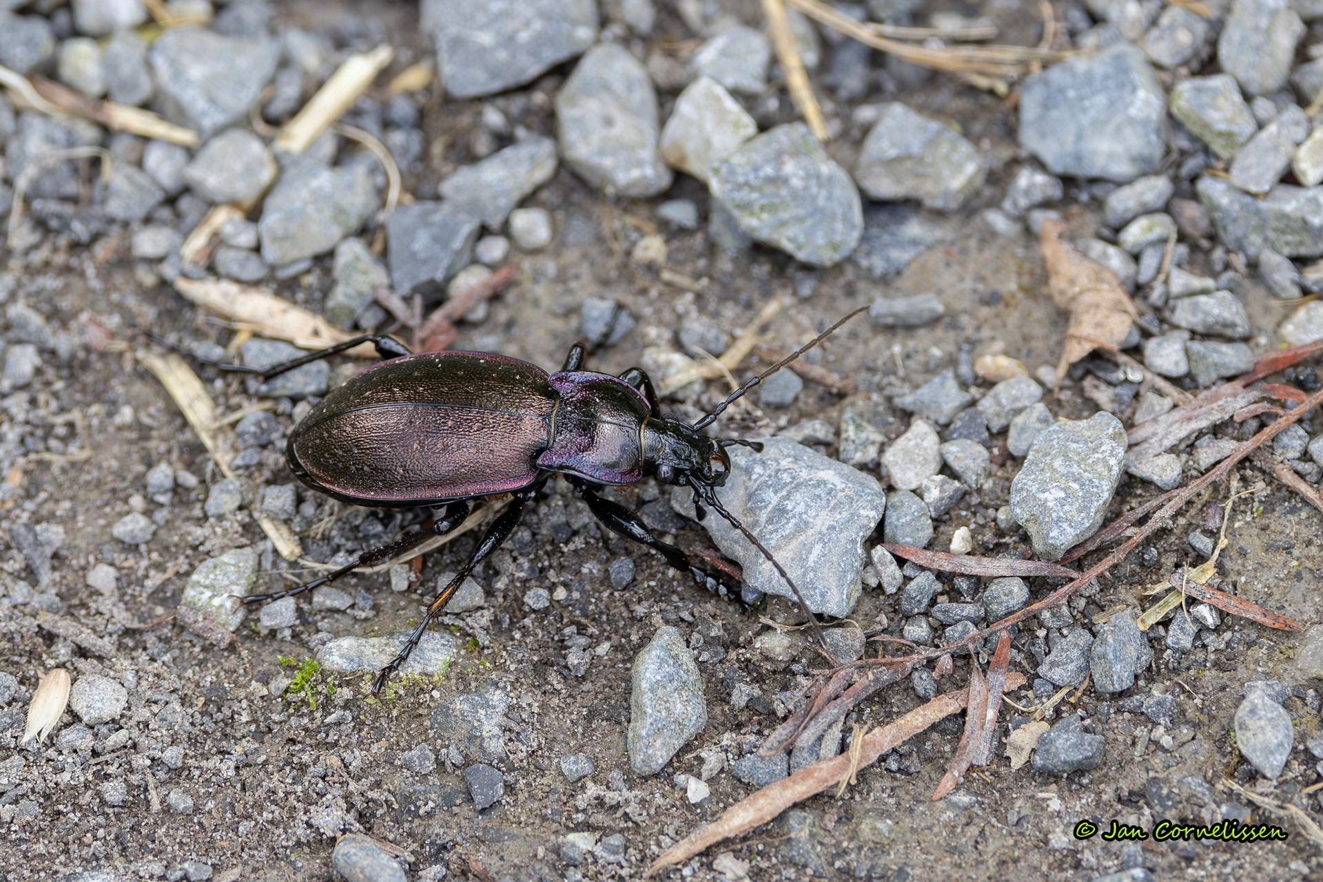 Tuinschallebijter - Carabus nemoralis (Bocholt, B) 2024