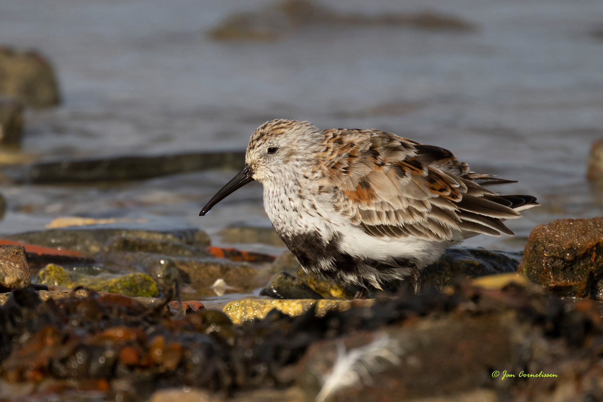 Bonte strandloper