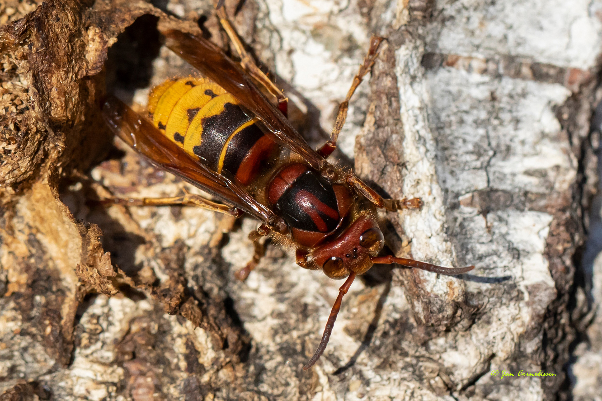 Hoornaar - Vespa crabro Leende, NL) 2020