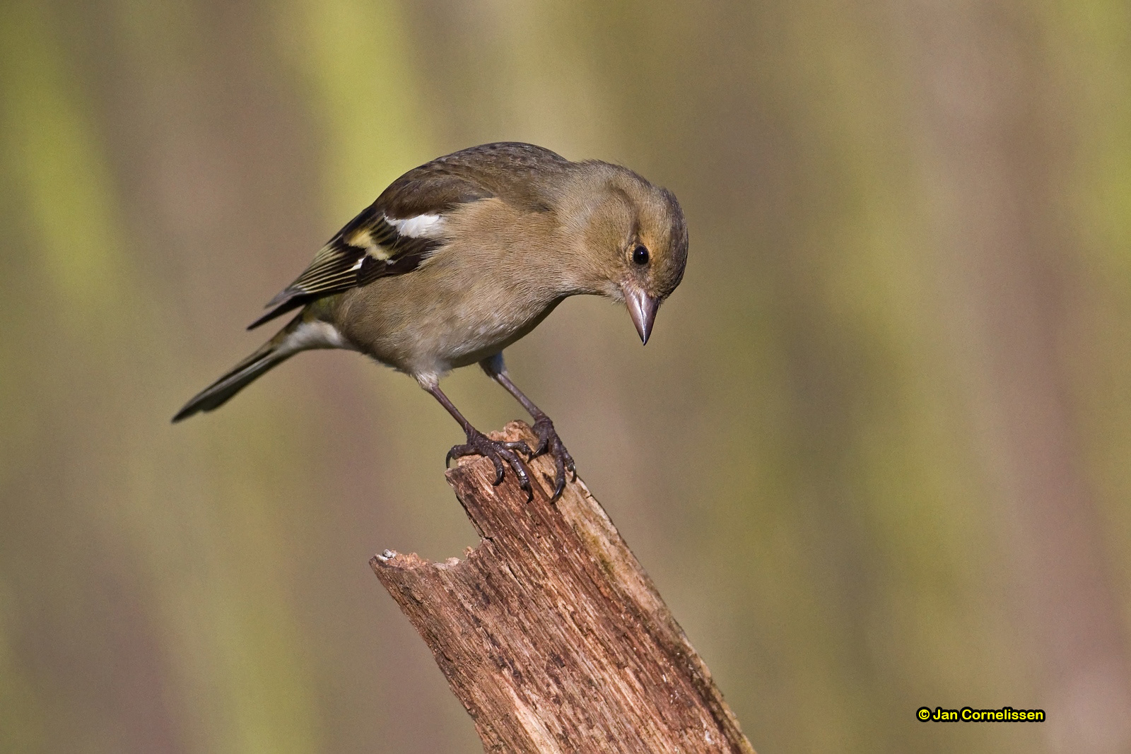 Vink ♀