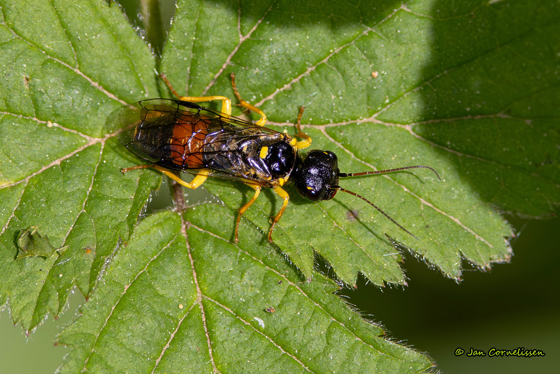 Pamphilius hortorum (een spinselbladwesp) (Pelt, B) 2024