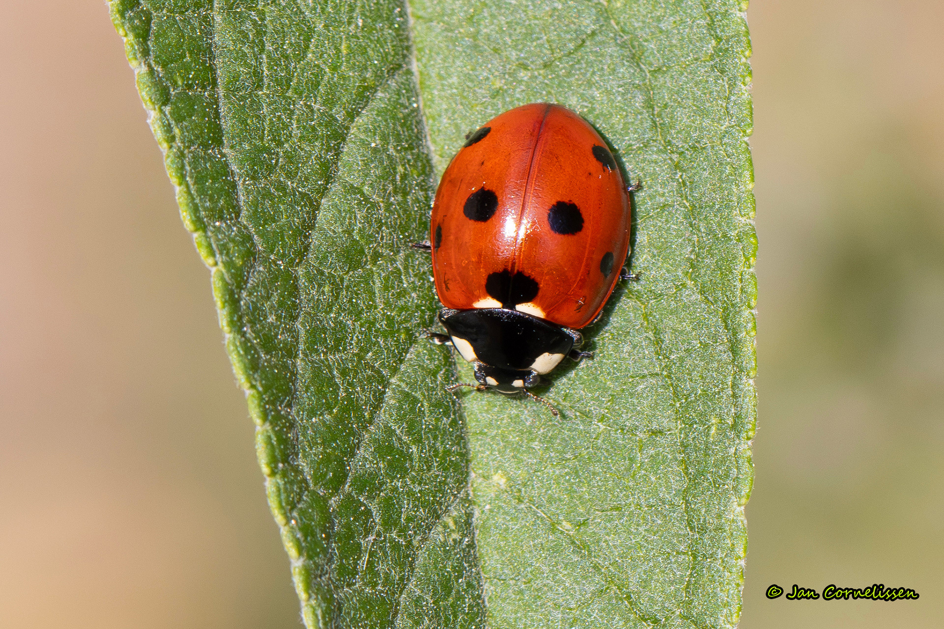 Zevenstippelig lieveheersbeestje - Coccinella septempunctata (Pelt, B) 2025