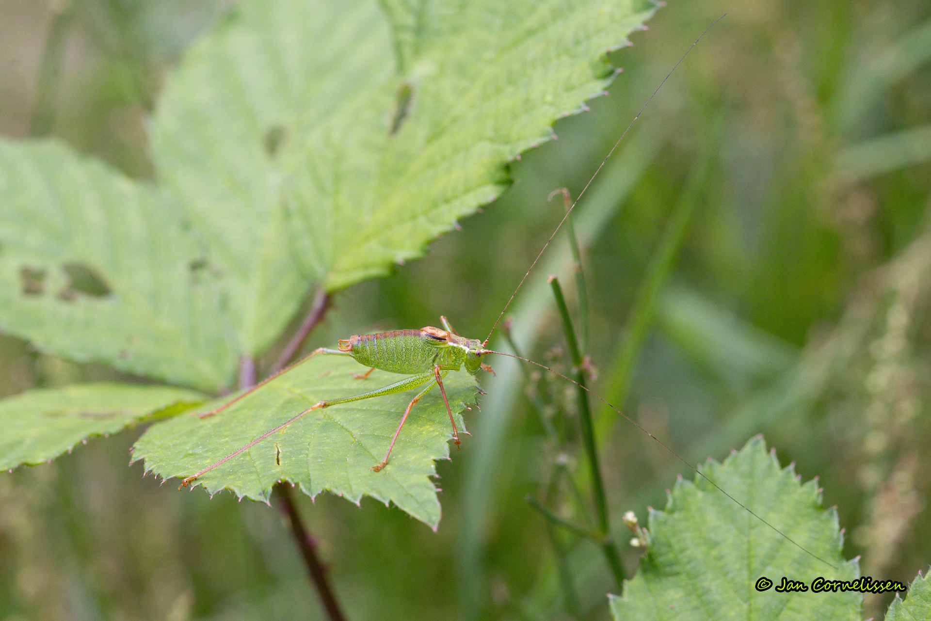 Struiksprinkhaan - Leptophyes punctatissima (Achel, B) 2023