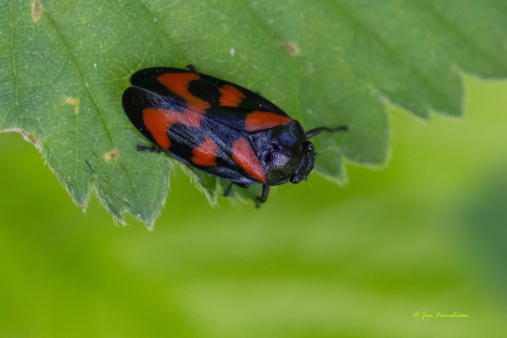 Bloedcicade - Cercopis vulnerata (Bree, B) 2021
