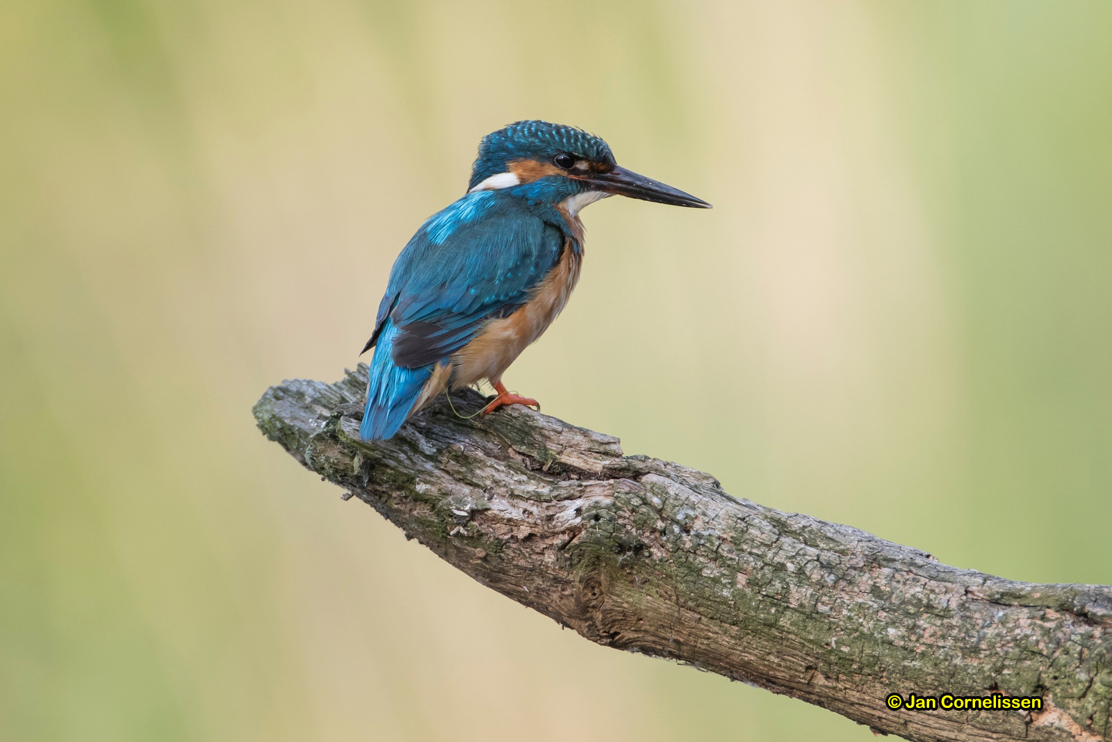 IJsvogel