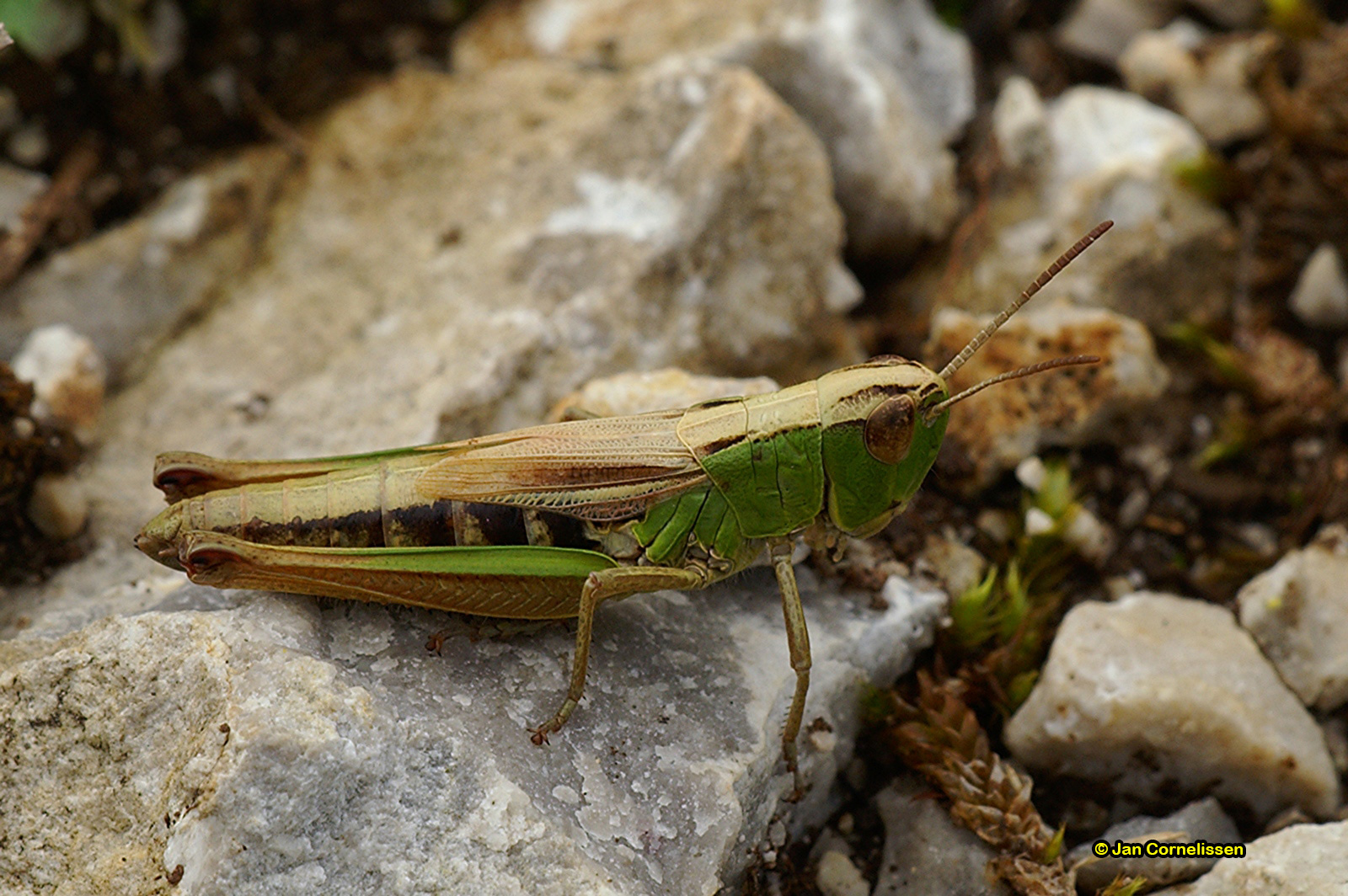 Zoemertje ♀- Stenobothrus lineatus (Viroinvallei, B) 2007