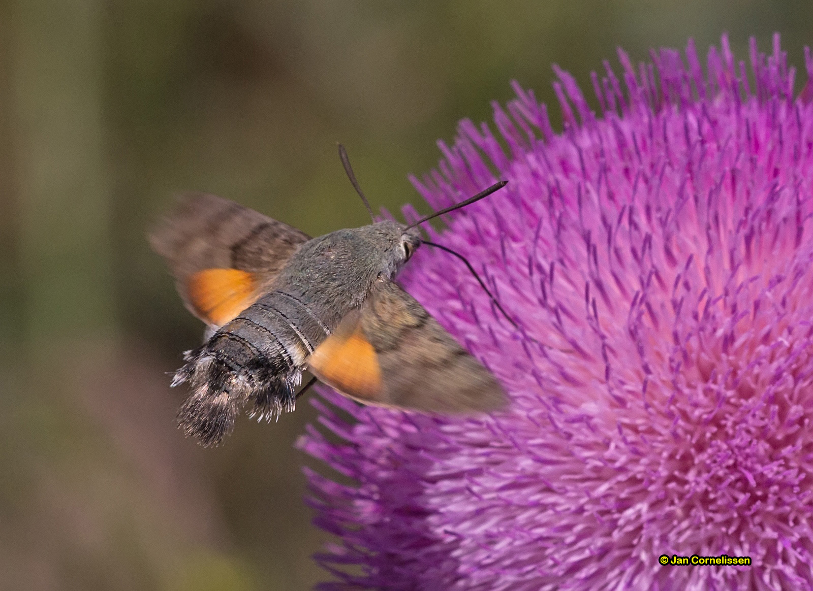 Kolibrivlinder - Macroglossum stellatarum (Donaudelta, RO) 2013