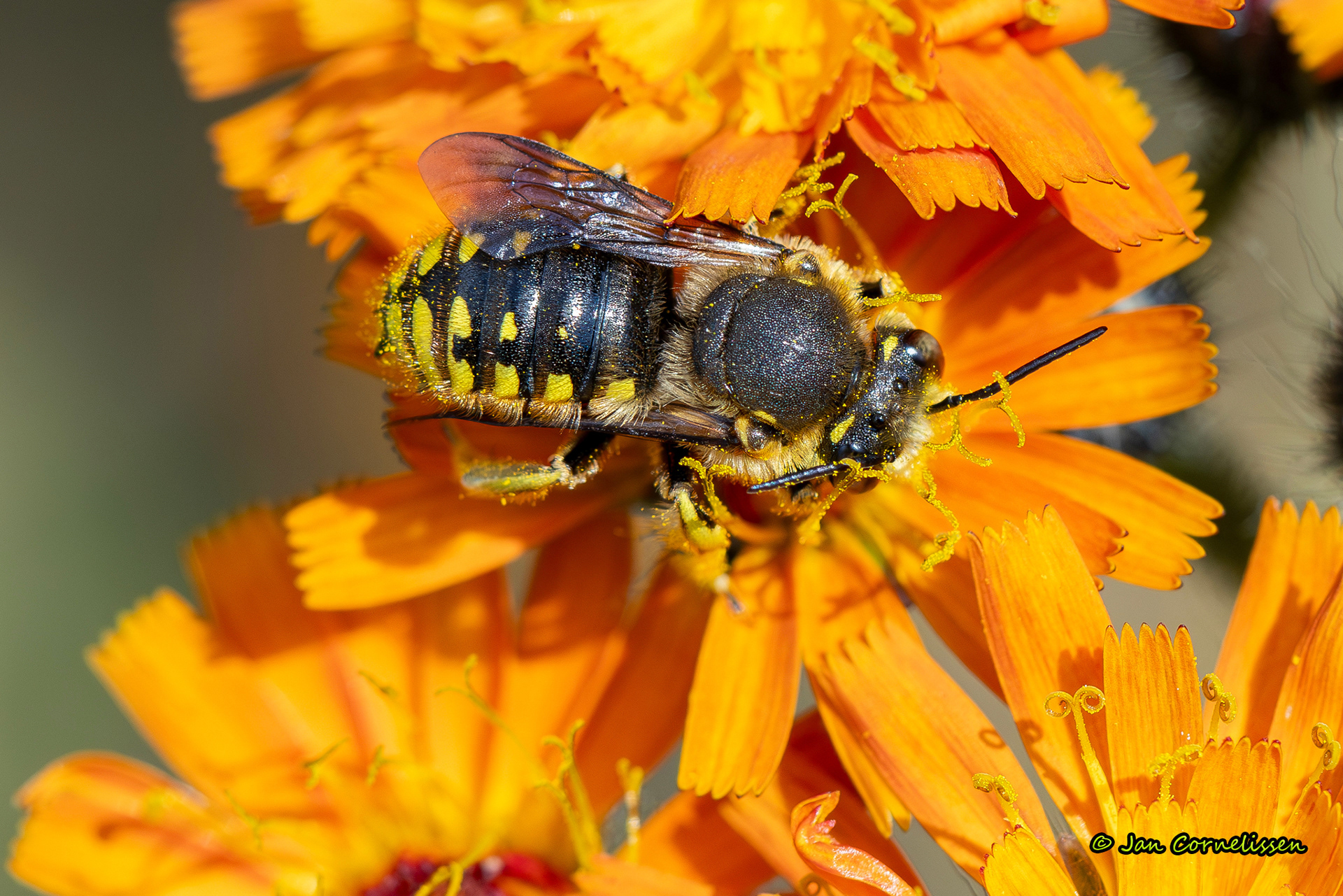 Grote wolbij - Anthidium manicatum, 2024