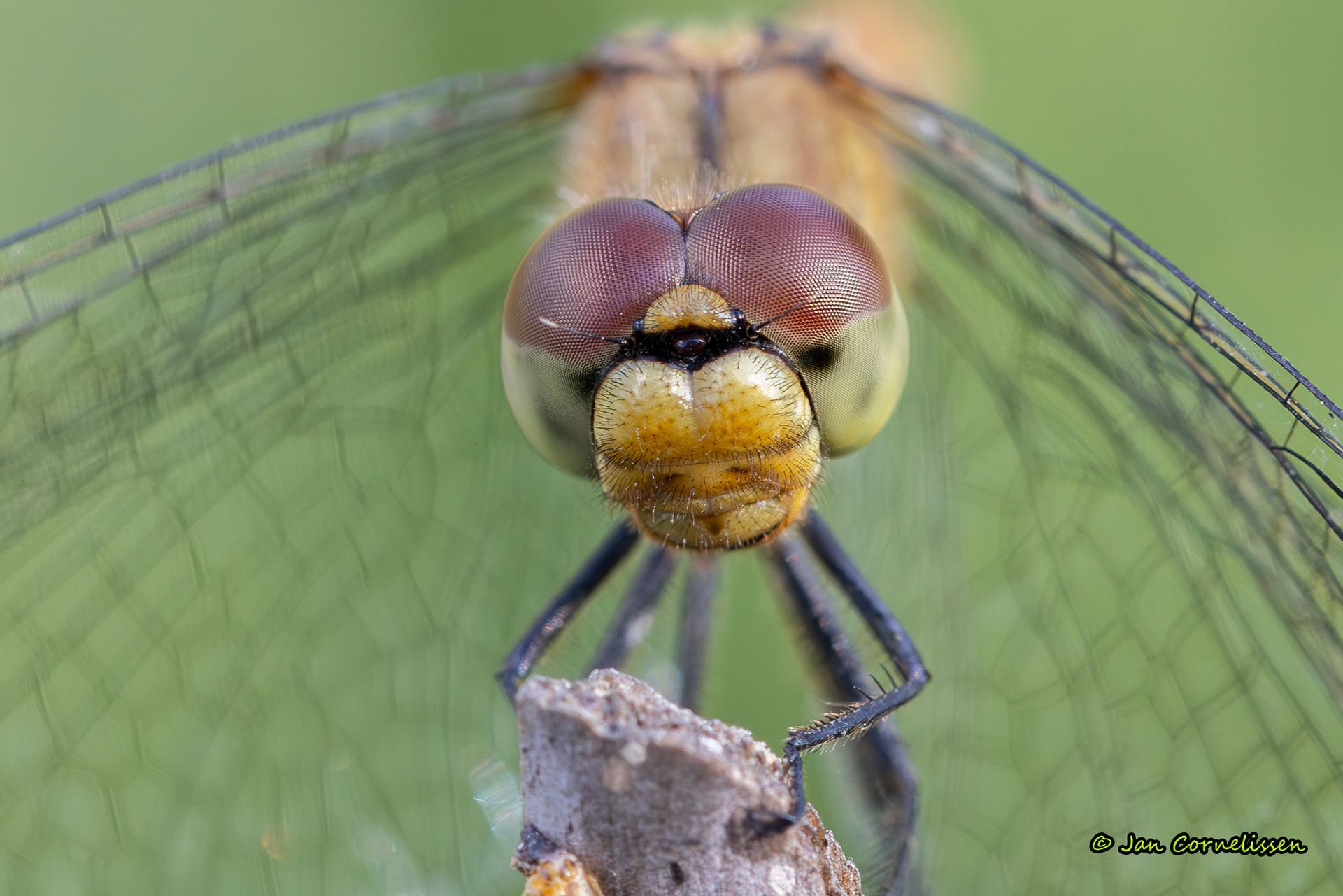 Steenrode heidelibel ♀