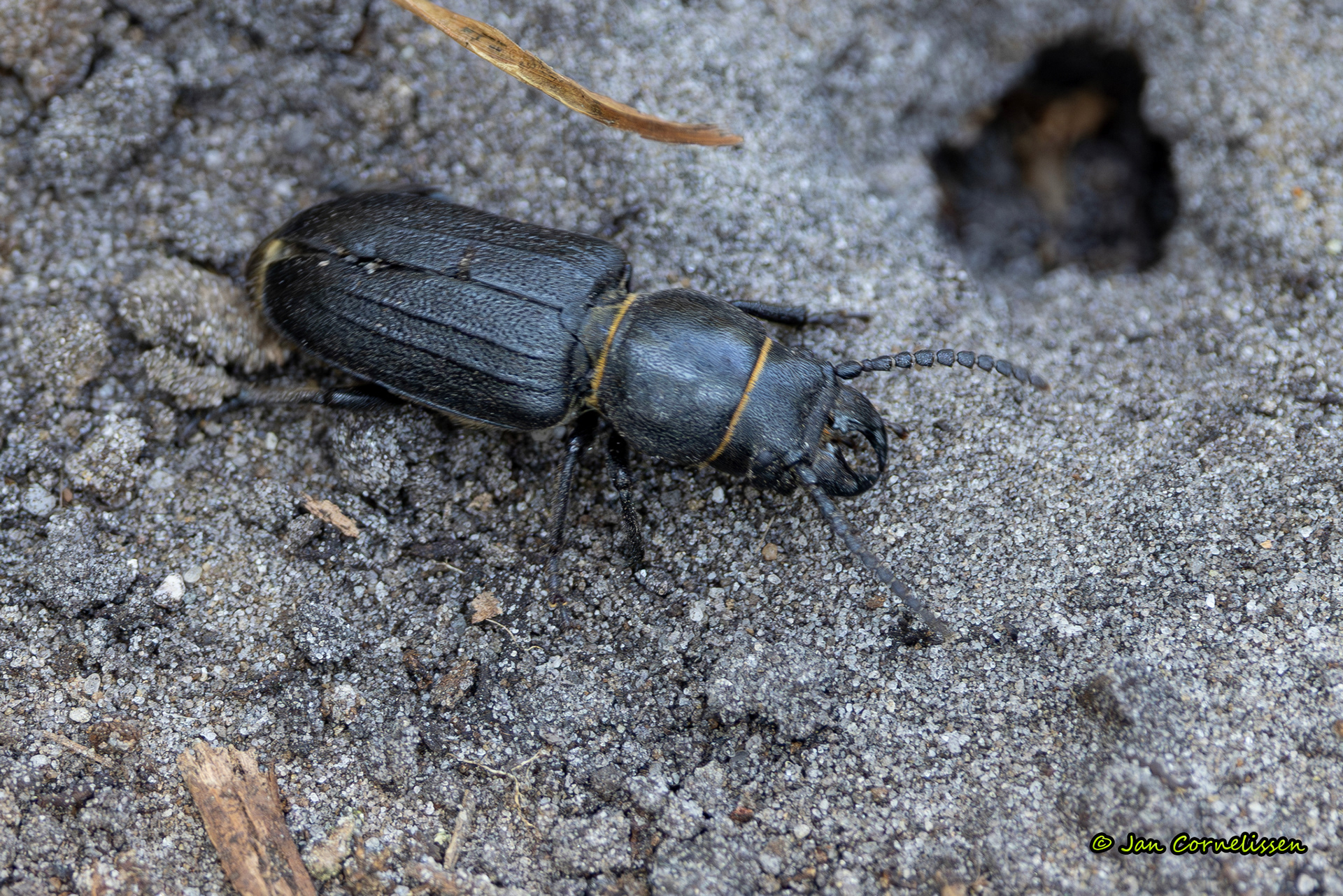 Wortelboktor - Spondylis buprestoides (Valkenswaard, NL) 2025