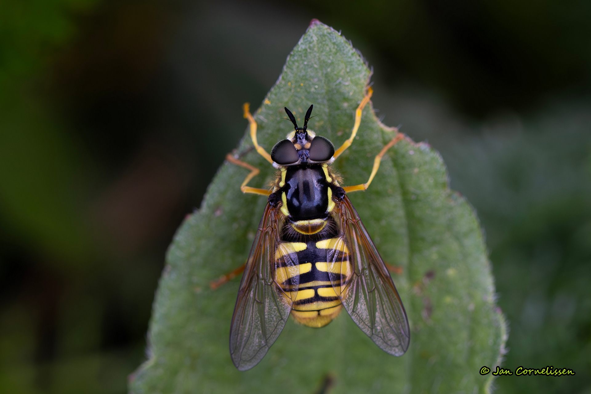 Grote fopwesp - Chrysotoxum cautum (Pelt, B) 2024
