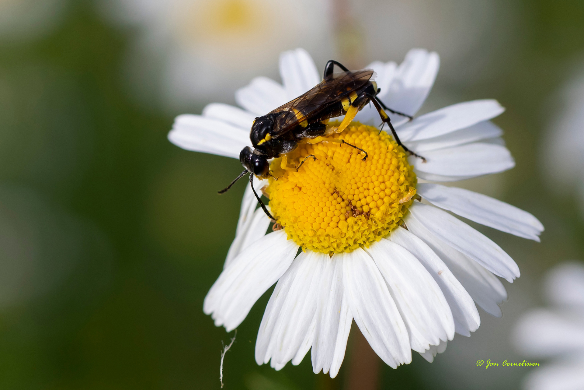 Macrophya montana (Bocholt, B) 2022