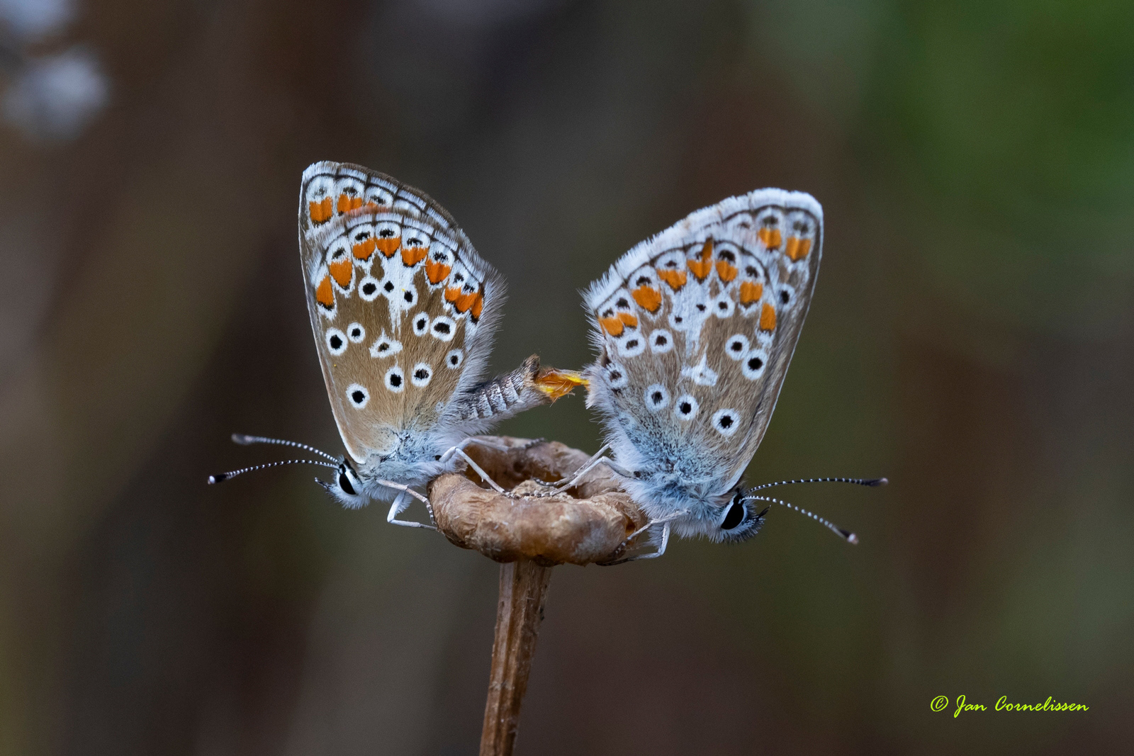 Bruin blauwtjes - Aricia agestis (Pelt, B) 2020