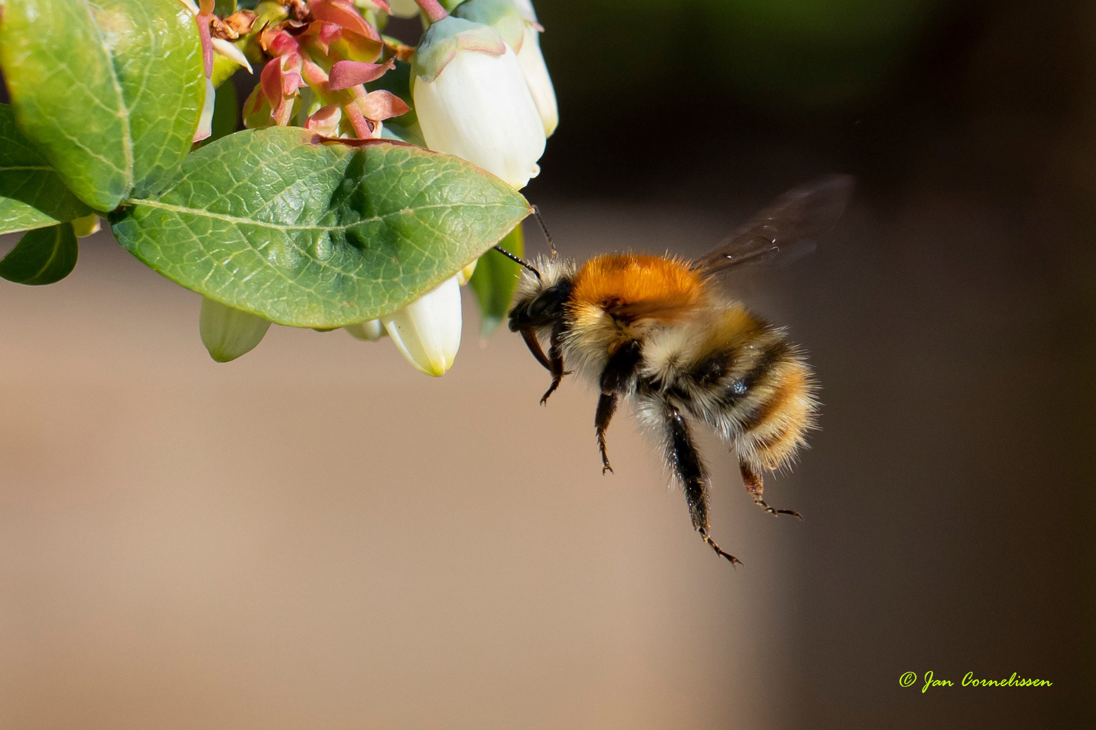 Akkerhommel - Bombus terrestris (Pelt, B) 2020