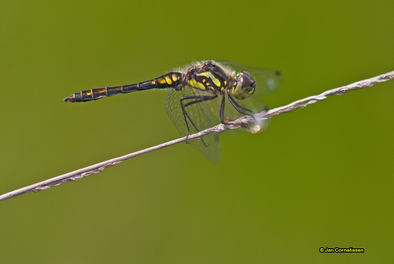 Zwarte heidelibel - Sympetrum danae (Pelt, B) 2012