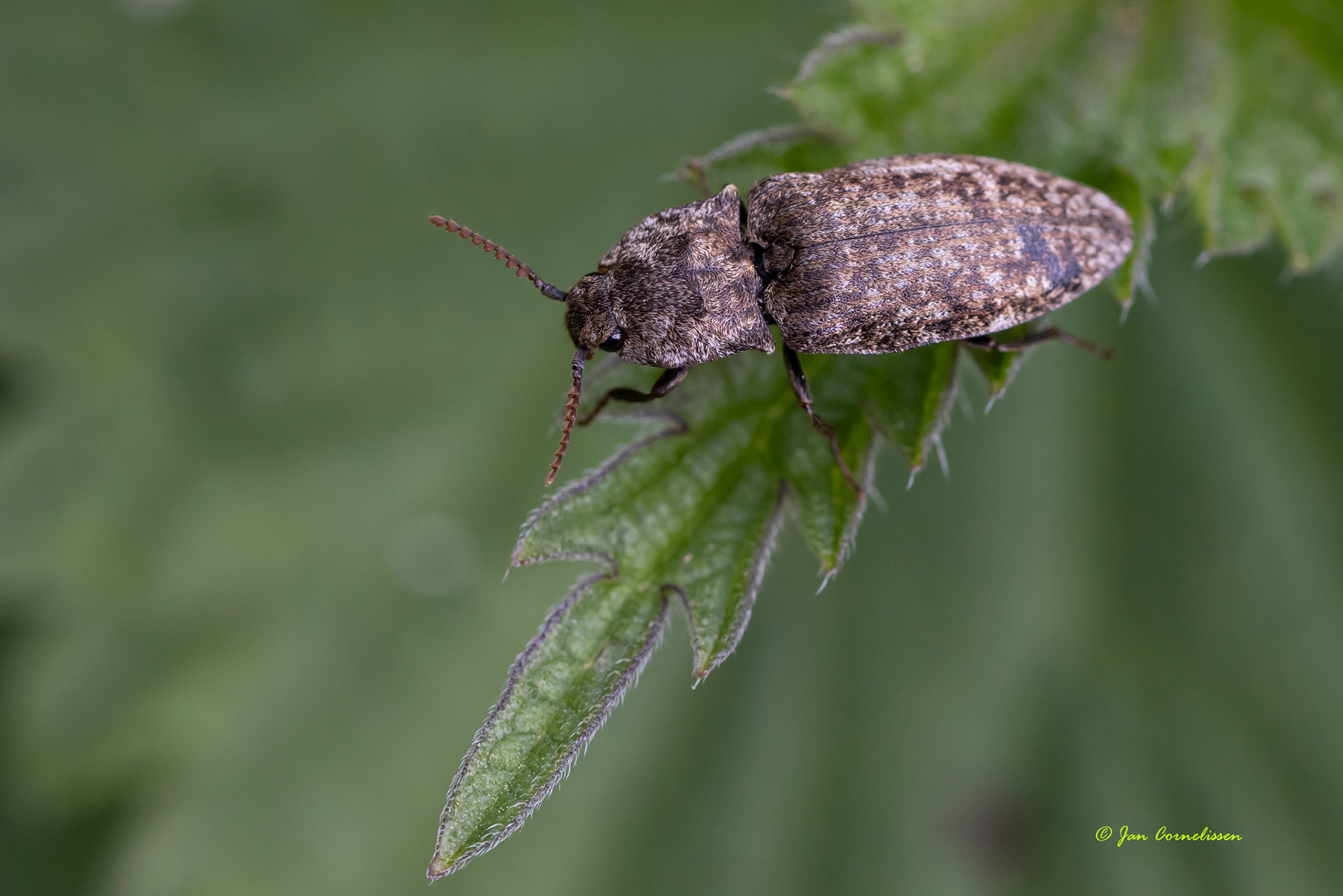 Muisgrijze kniptor - Agrypnus murinus (Pelt, B) 2022