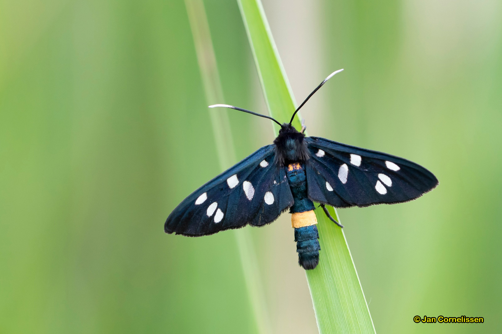 Phegeavlinder - Amata phegea (Bergeijk, NL) 2020