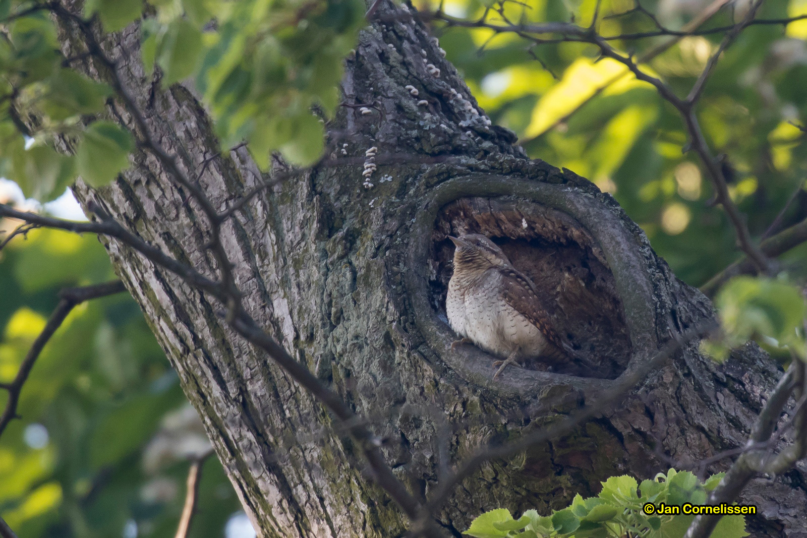Draaihals - Wryneck - Jynx torquilla