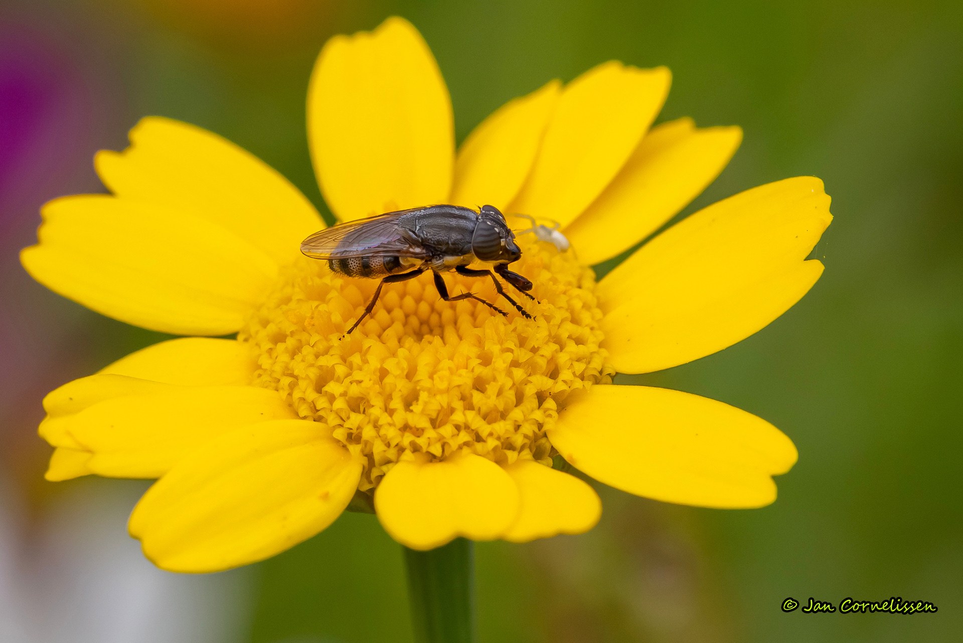 Sprinkhaanvlieg - Stomorhina lunata (Pelt, B) 2023