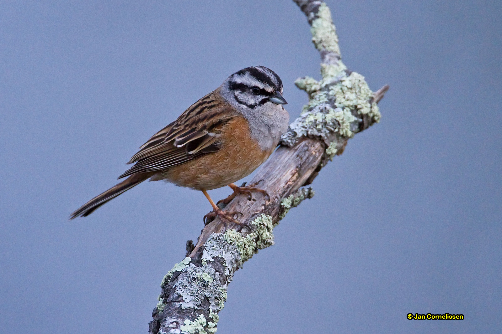 Grijze gors - Rock Bunting - Emberiza cia