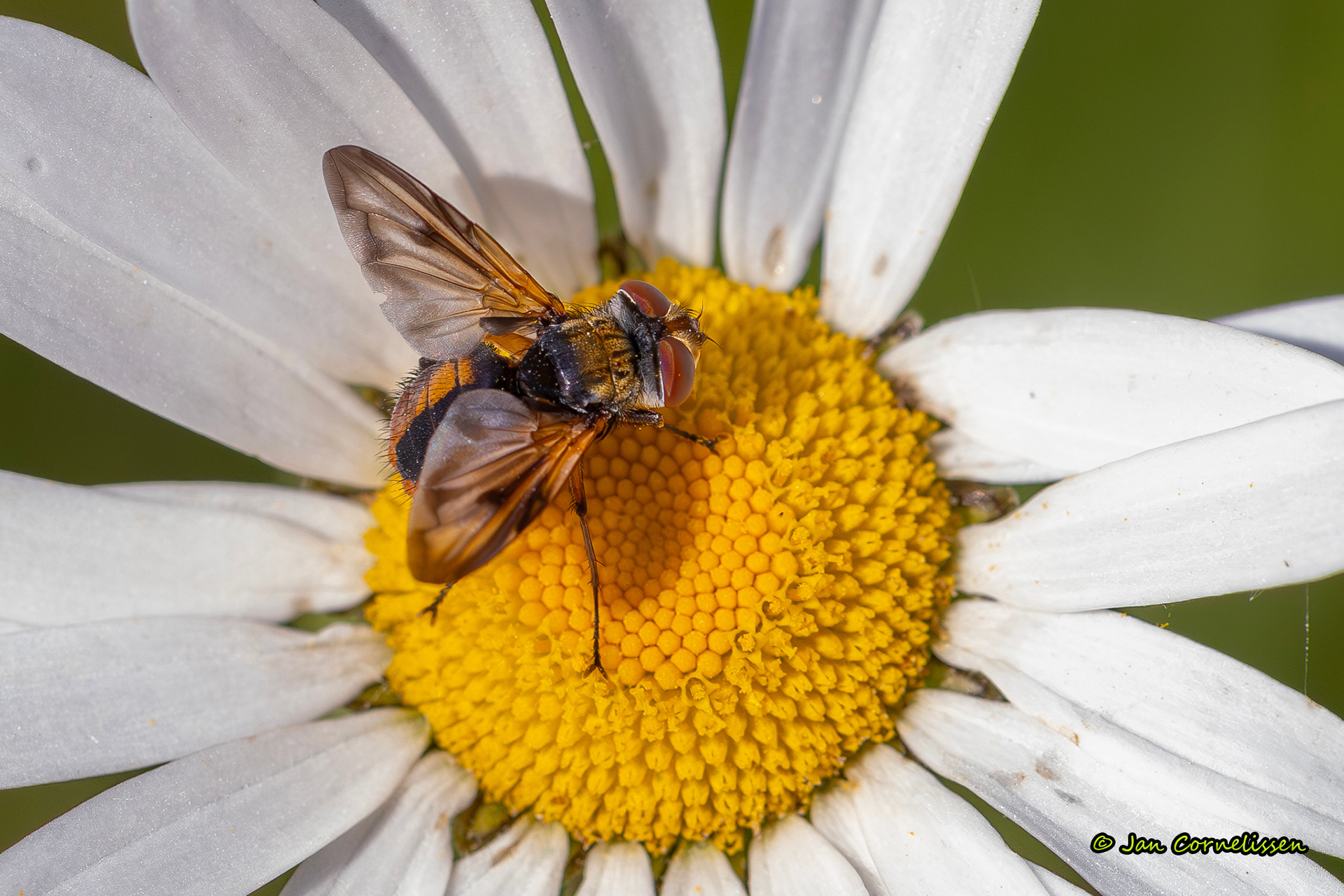 Ectophasia crassipennis (La Brenne, F) 2025