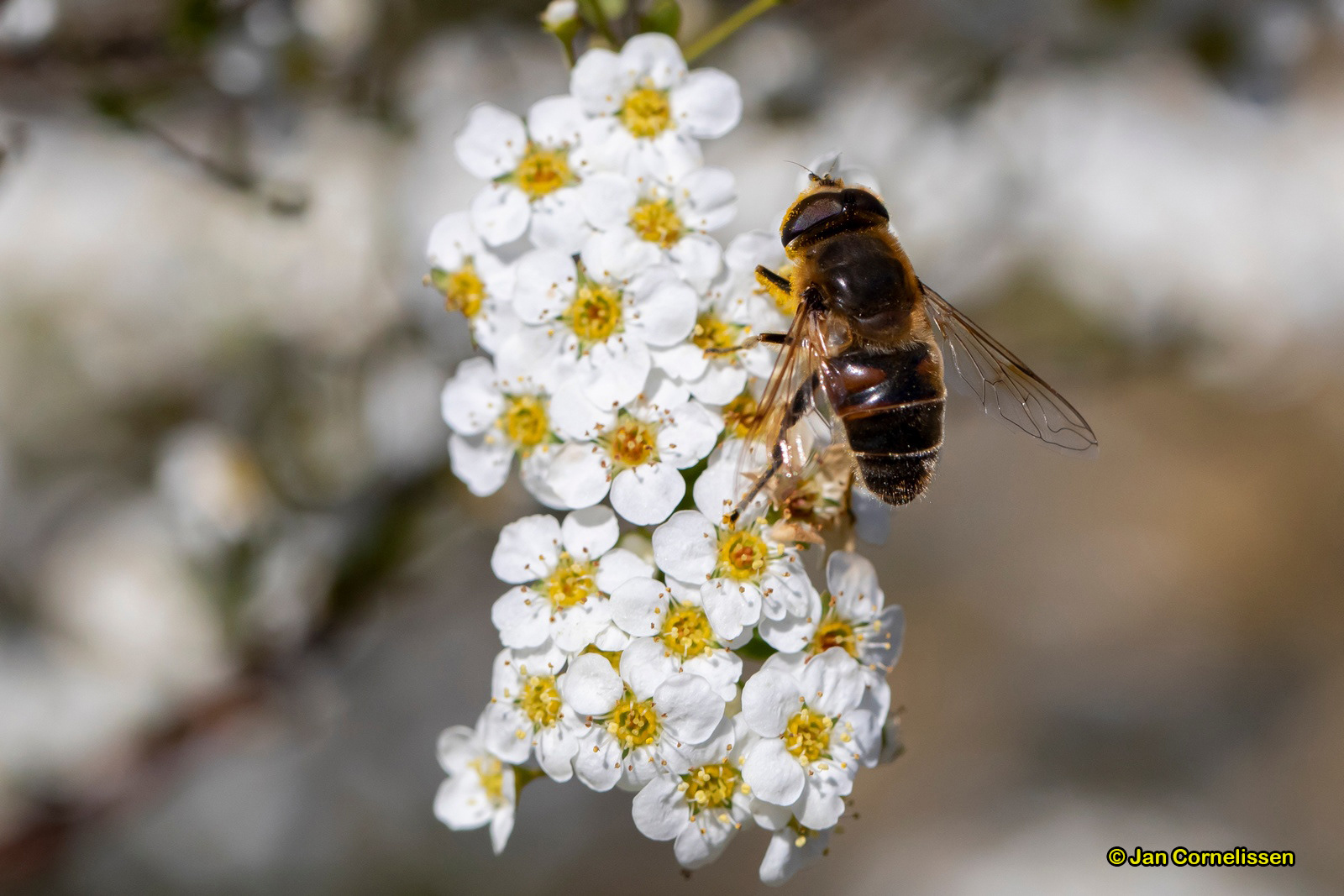 Blinde bij - Eristalis tenax (Pelt, B) 2020