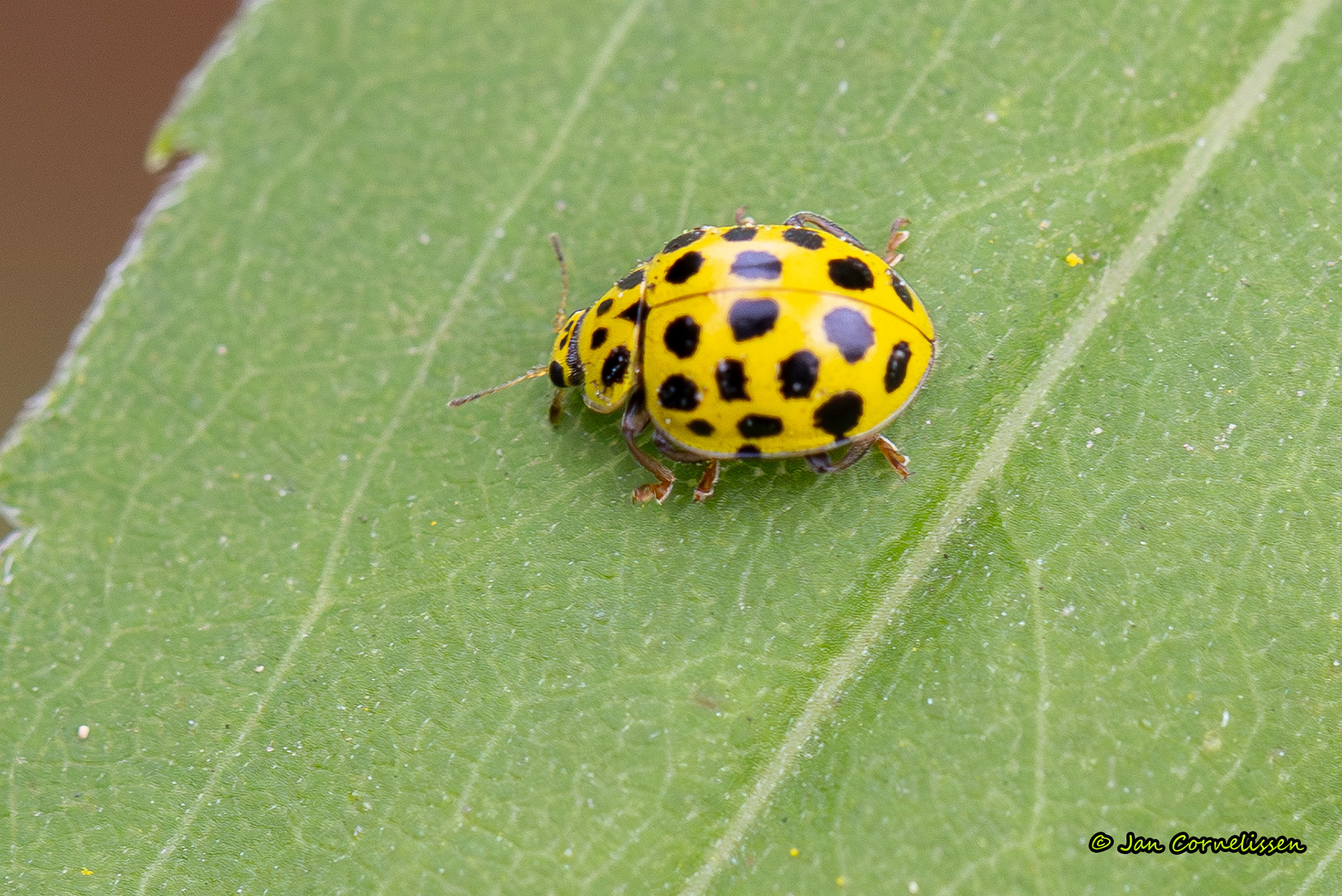Citroenlieveheersbeestje - Psyllobora vigintiduopunctata (Pelt, B) 2025