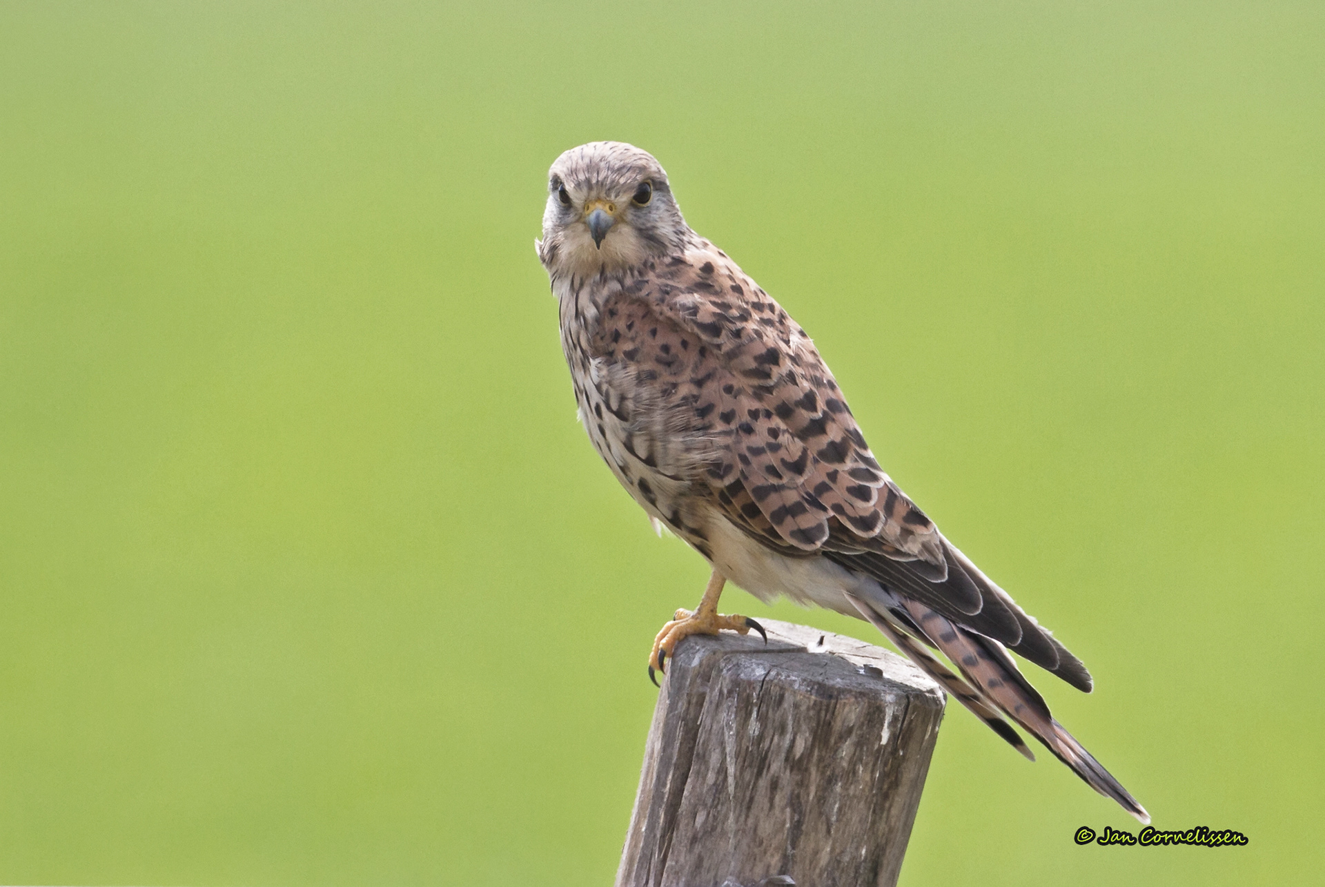 Torenvalk ♀