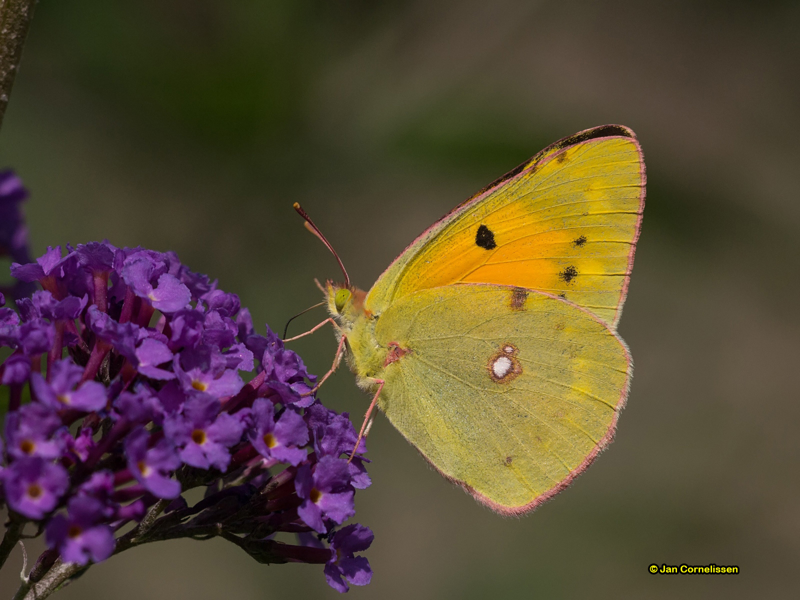 Oranje luzernevlinder - Colias croceus (Pelt, B) 2013