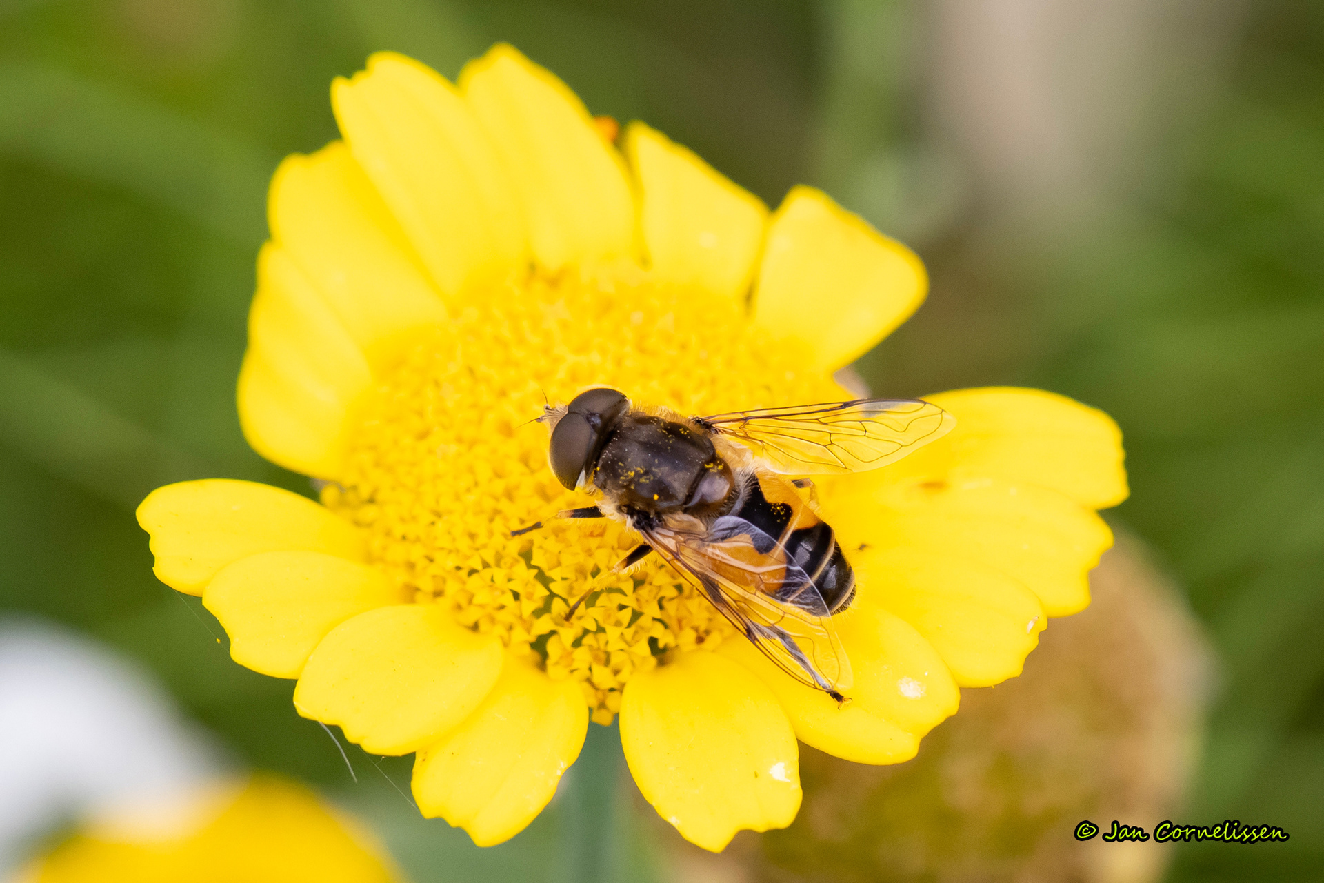 Kleine bijvlieg - Eristalis arbustorum (Pelt, B) 2023
