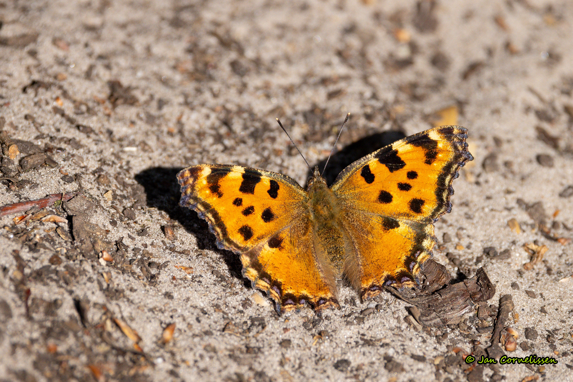 Grote vos - Nymphalis polychloros (Leende, NL) 2023