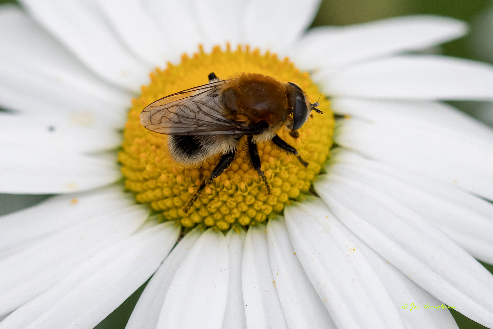 Grote narcisvlieg - Merodon equestris (Pelt, B) 2021