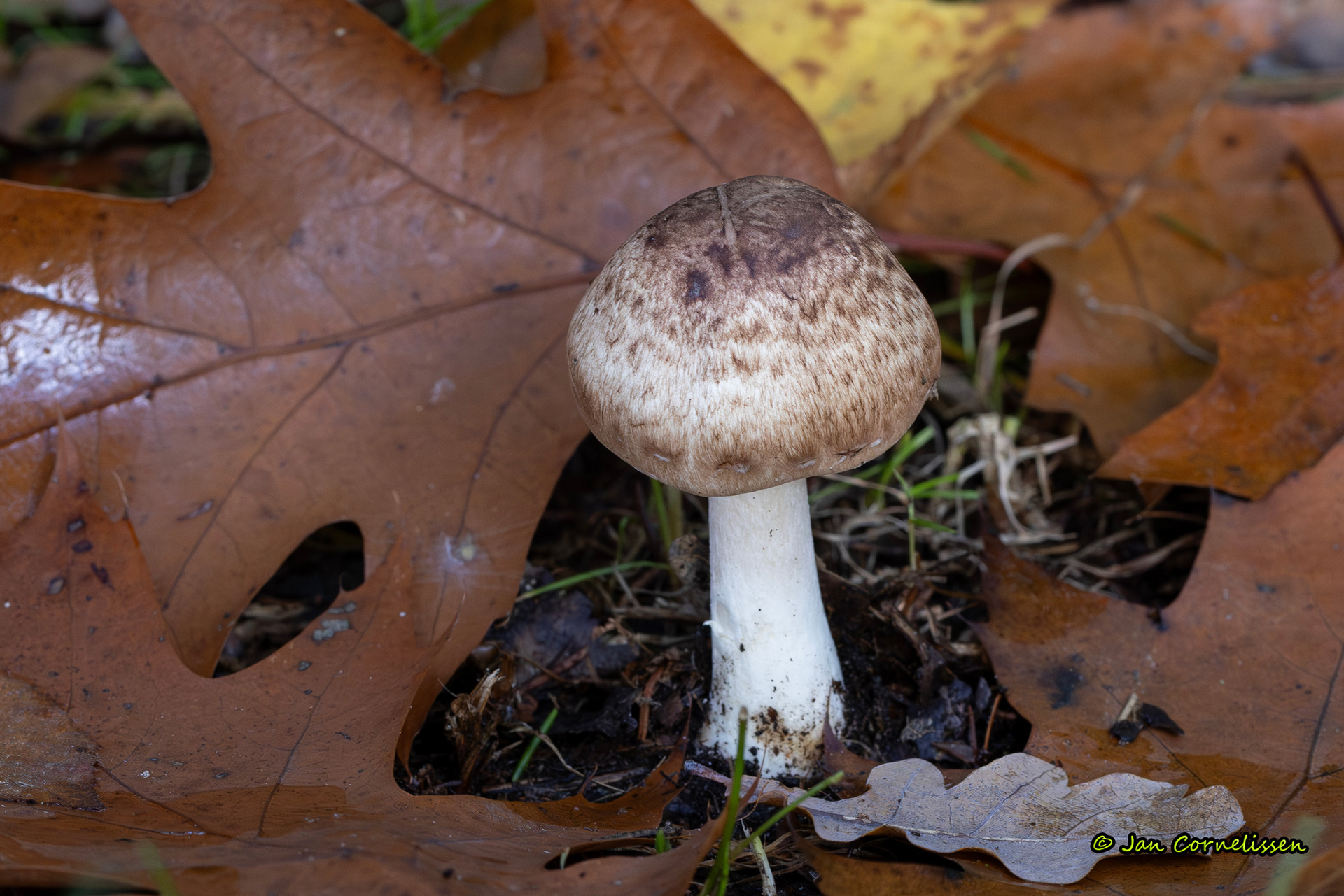 Schubbige boschampignon