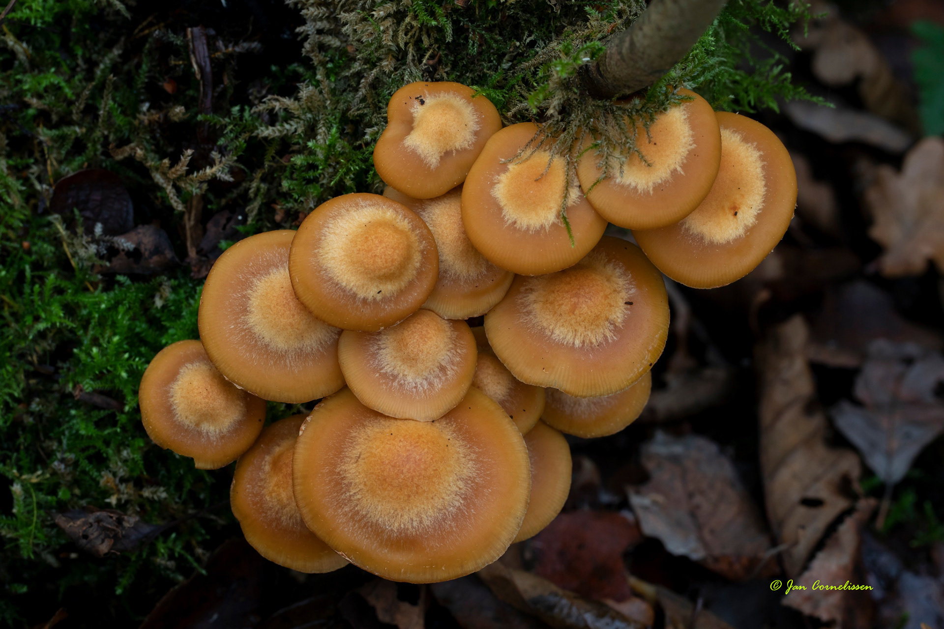 Stobbenzwammetje