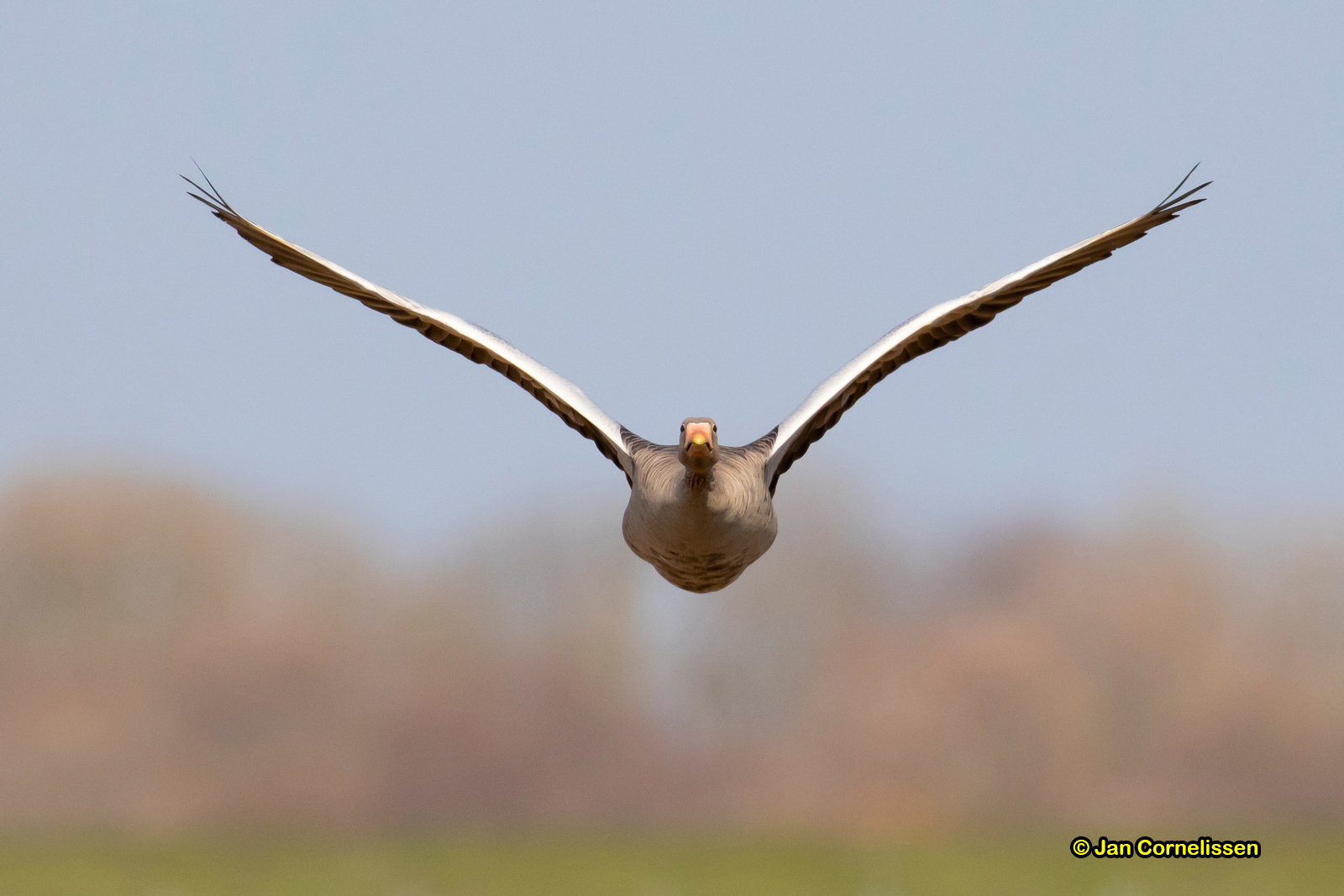Grauwe gans