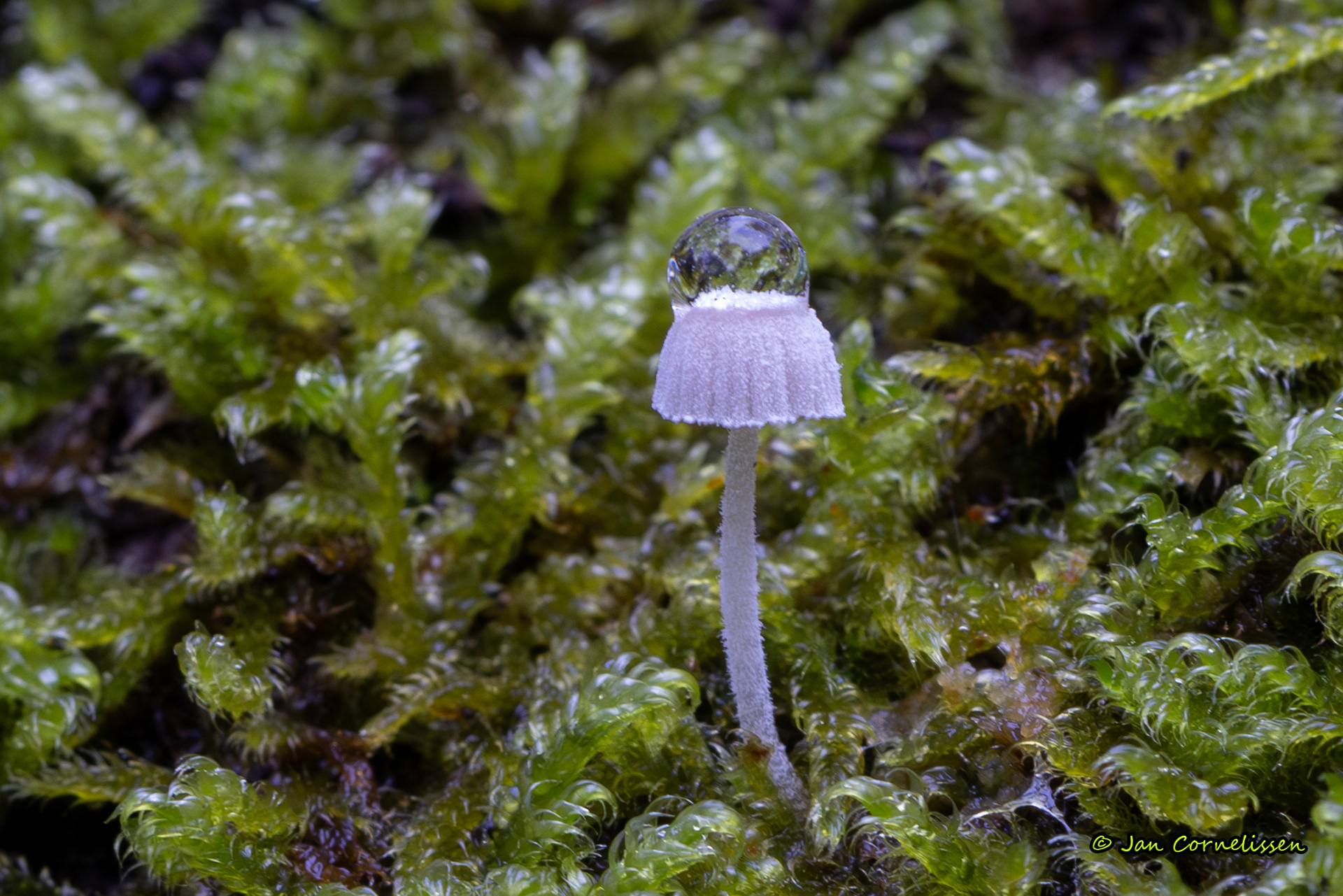 Suikermycena