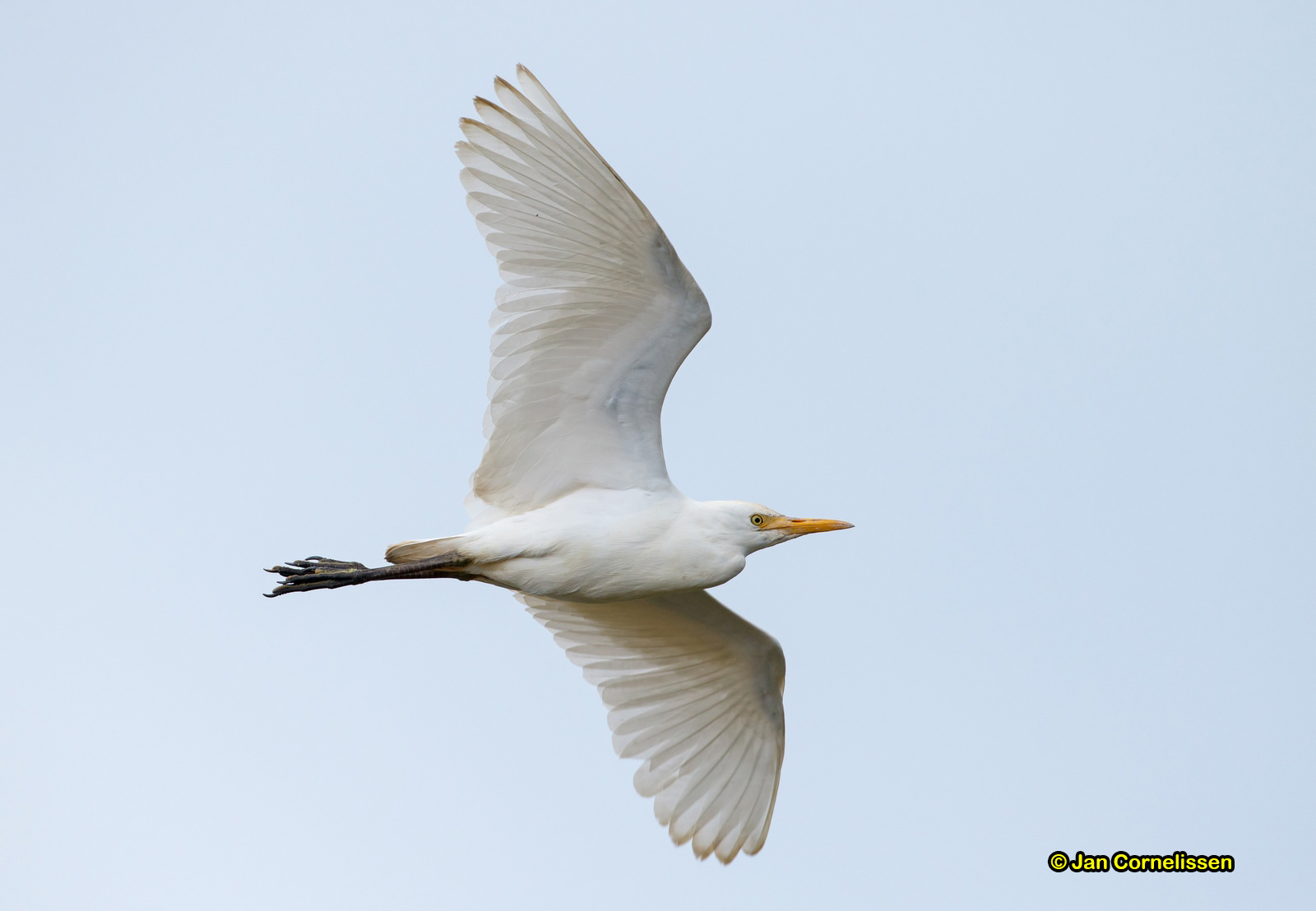 Koereiger