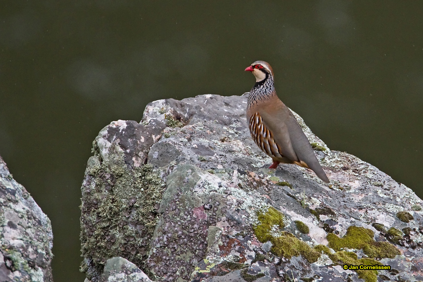 Rode patrijs - Red-legged Partridge - Alectoris rufa