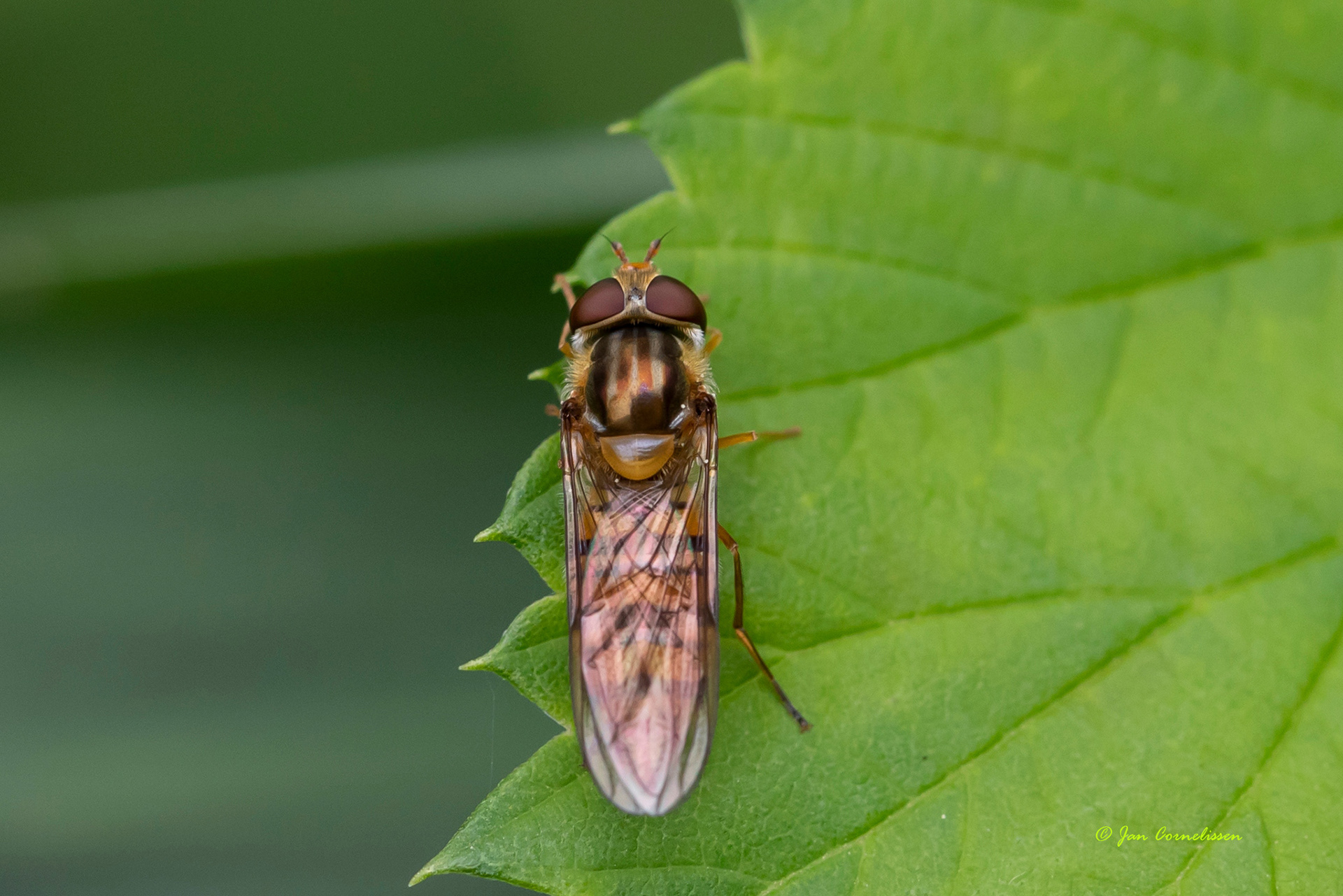 Snorzweefvlieg - Episyrphus balteatus (Pelt, B) 2021
