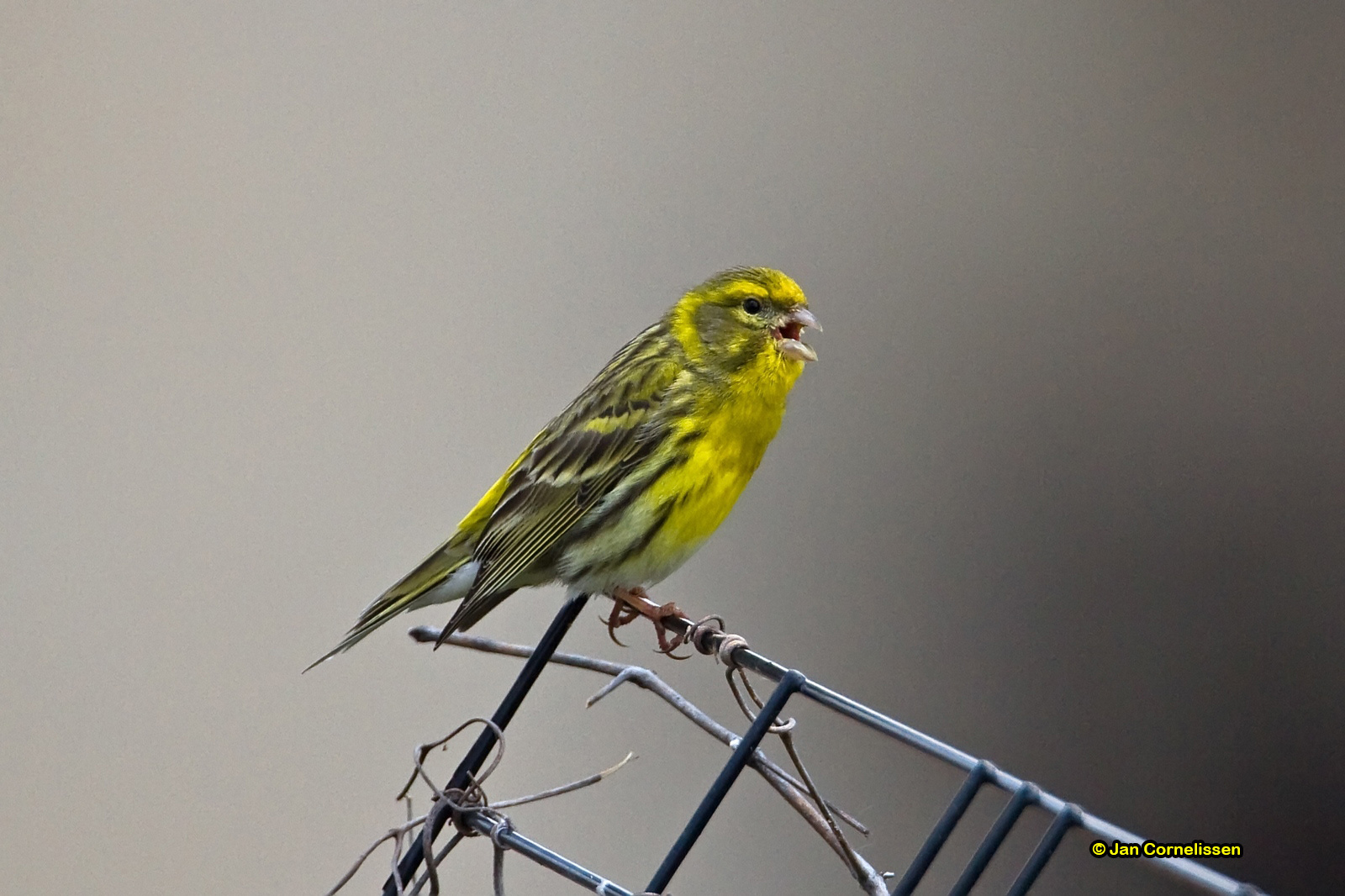Europese kanarie - Serin - Serinus serinus