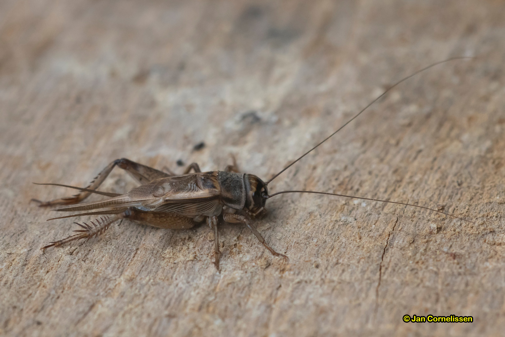 Huiskrekel ♀ - Acheta domesticus (Pelt, B) 2019