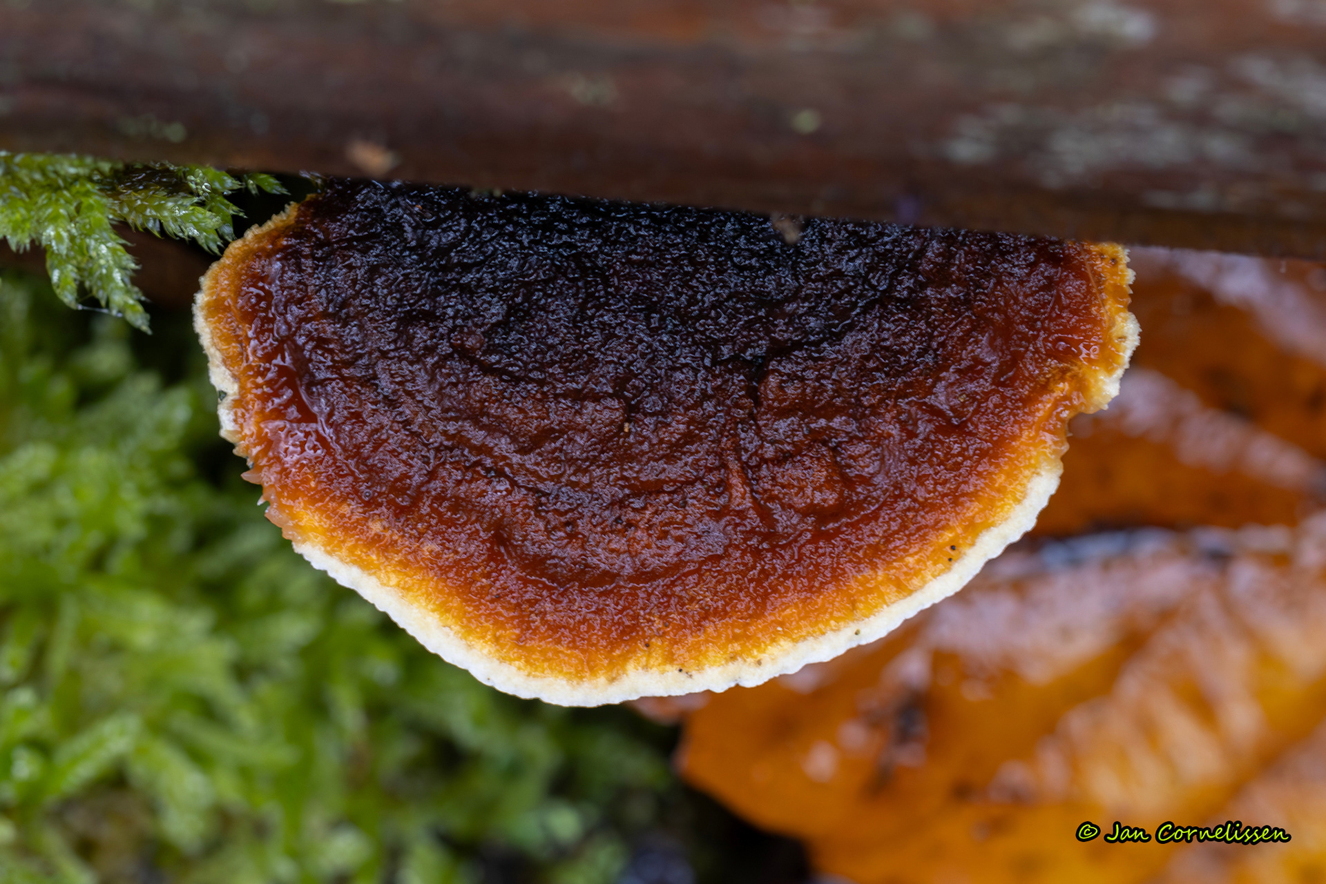 Geelbruine plaatjeshoutzwam