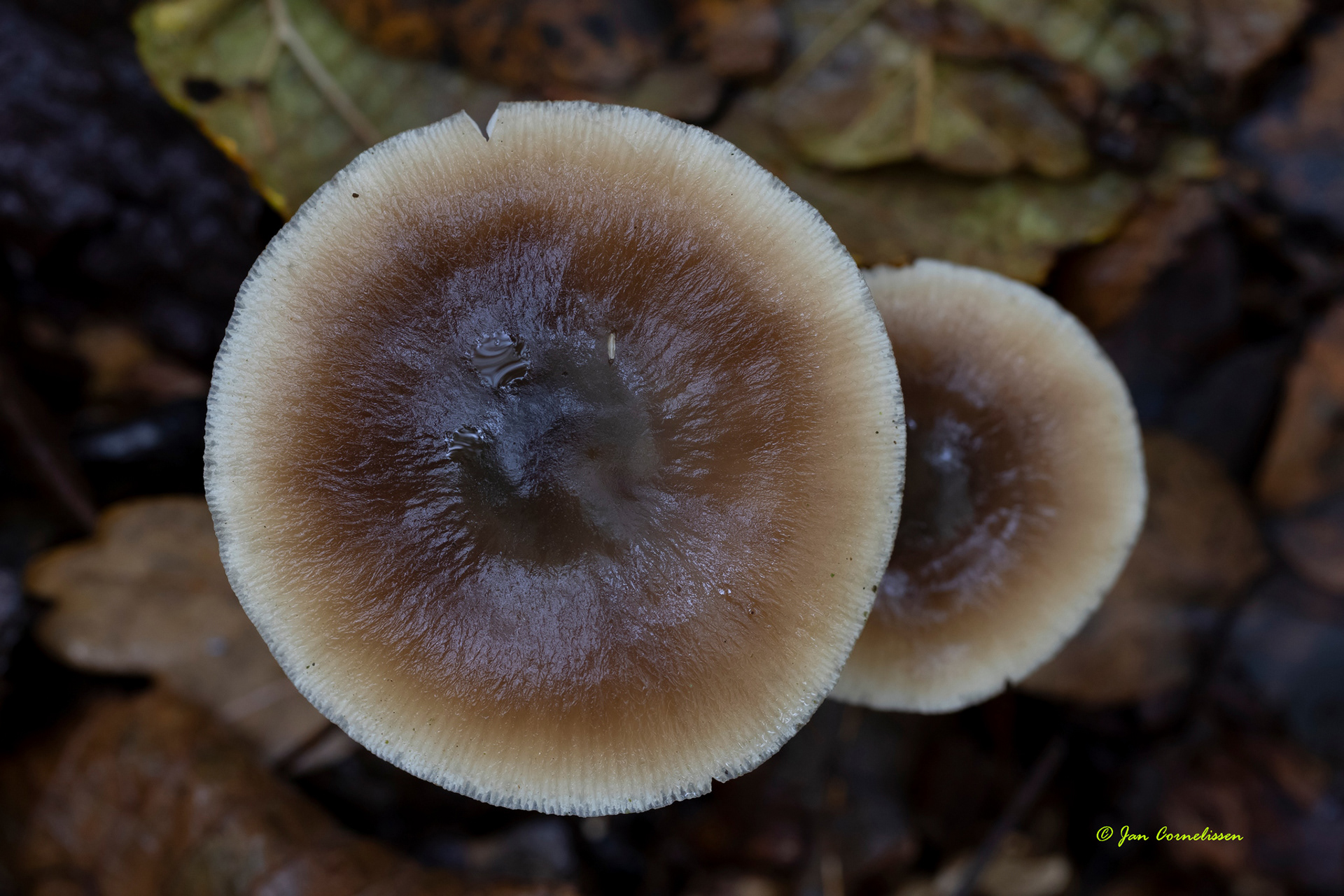 Botercollybia