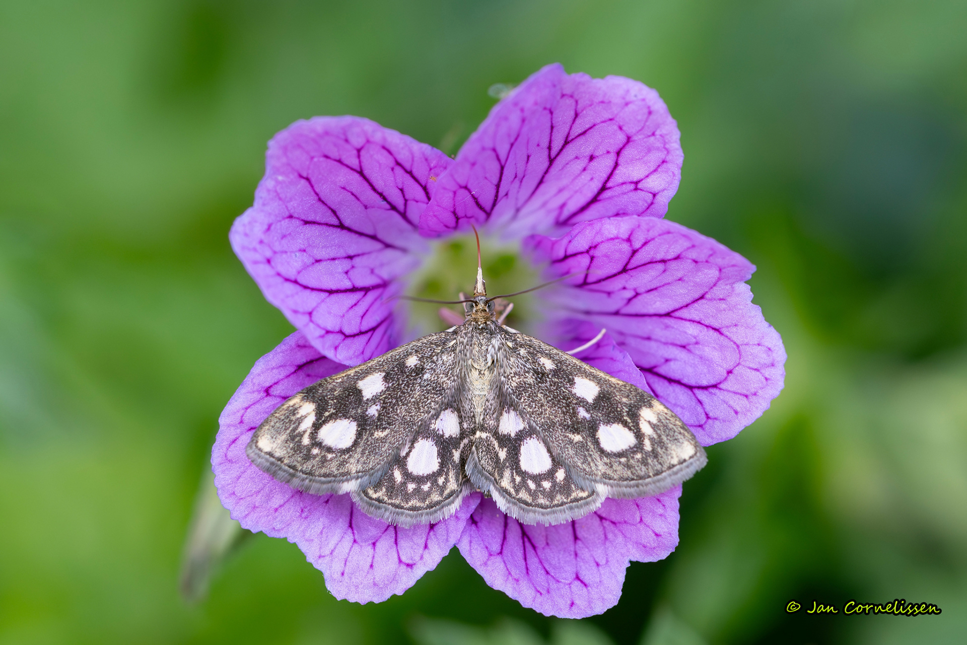 Gewone coronamot - Anania coronata (Pelt, B) 2025