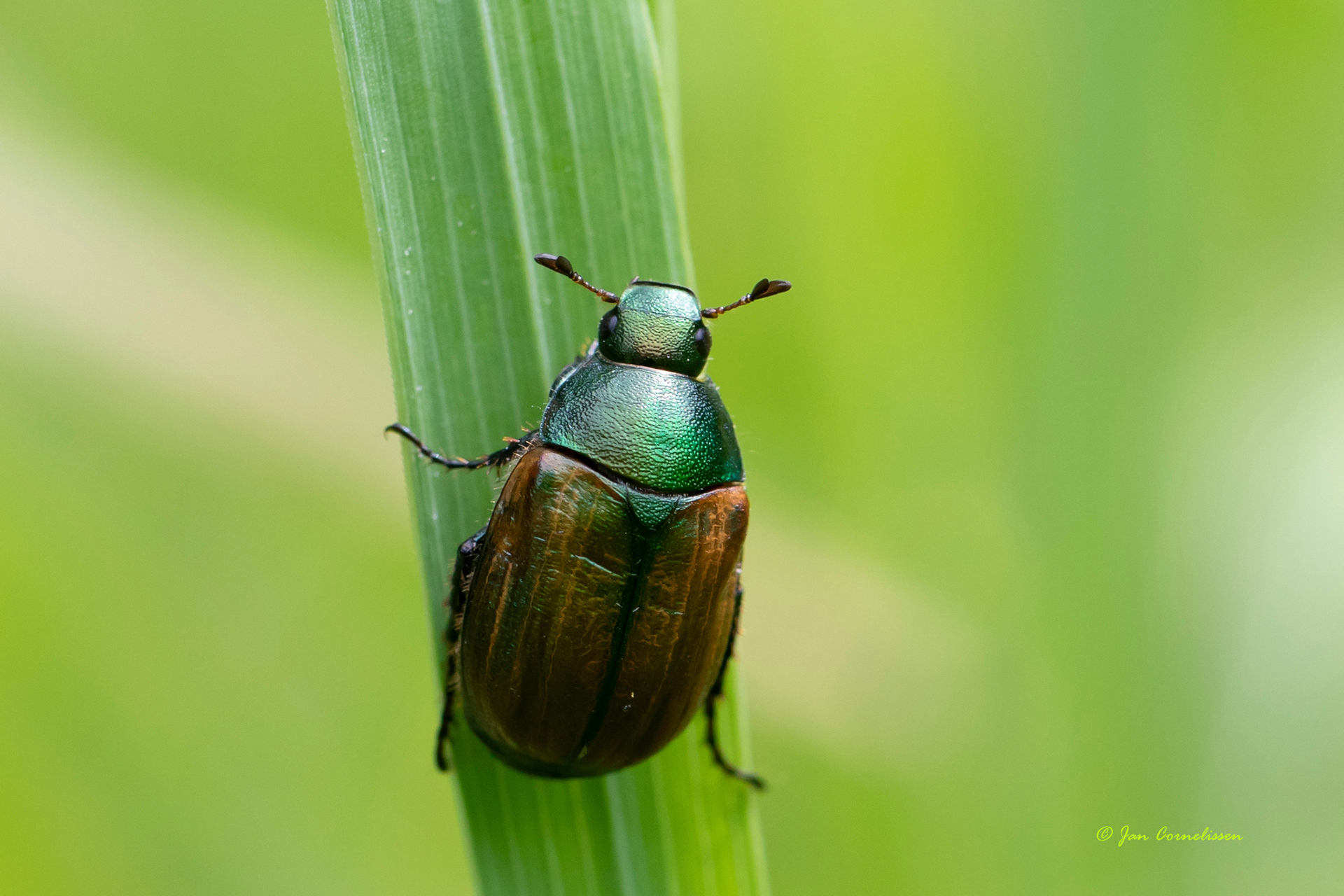 Anomala dubia (Kleine julikever) (Lommel, B) 2021