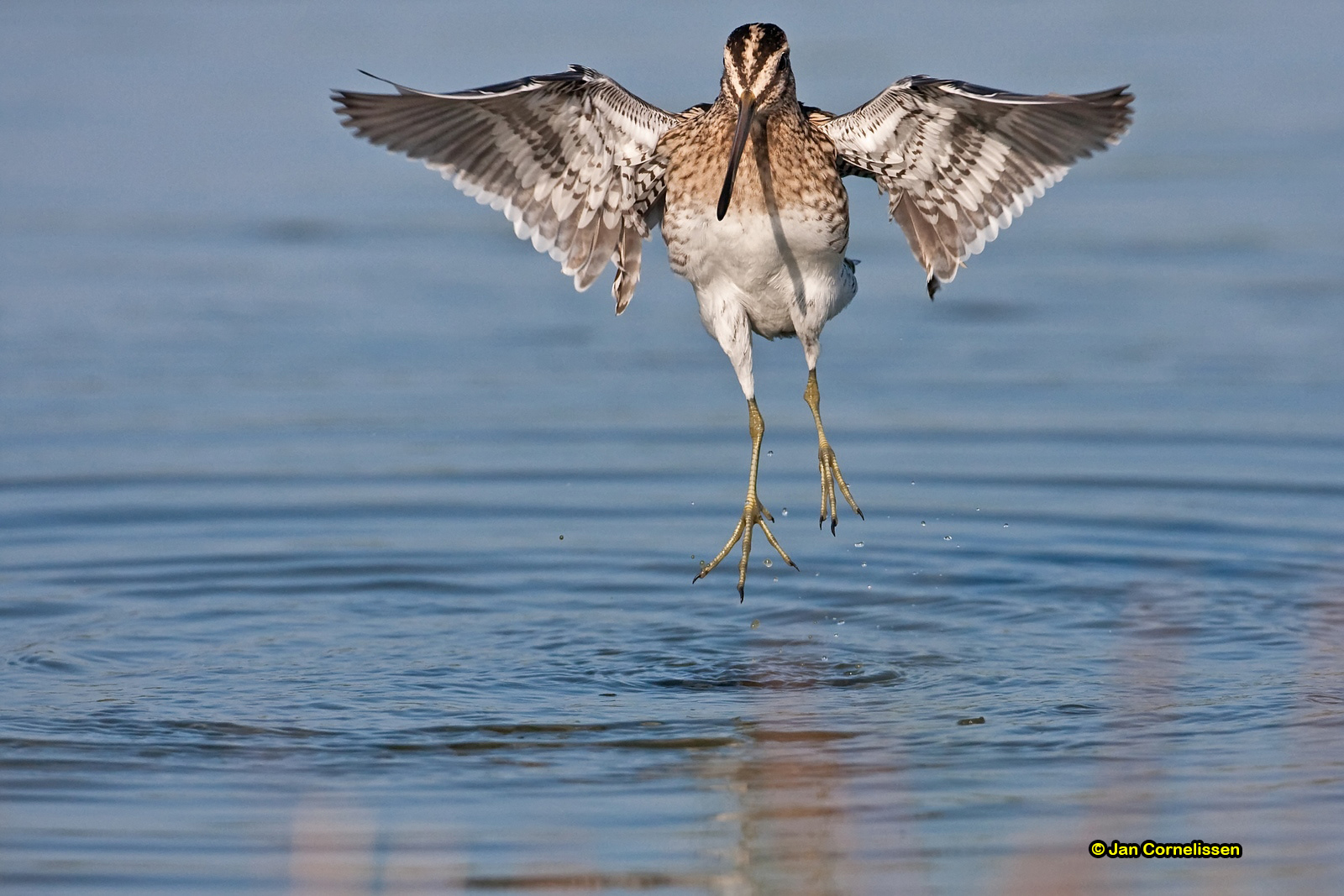 Watersnip