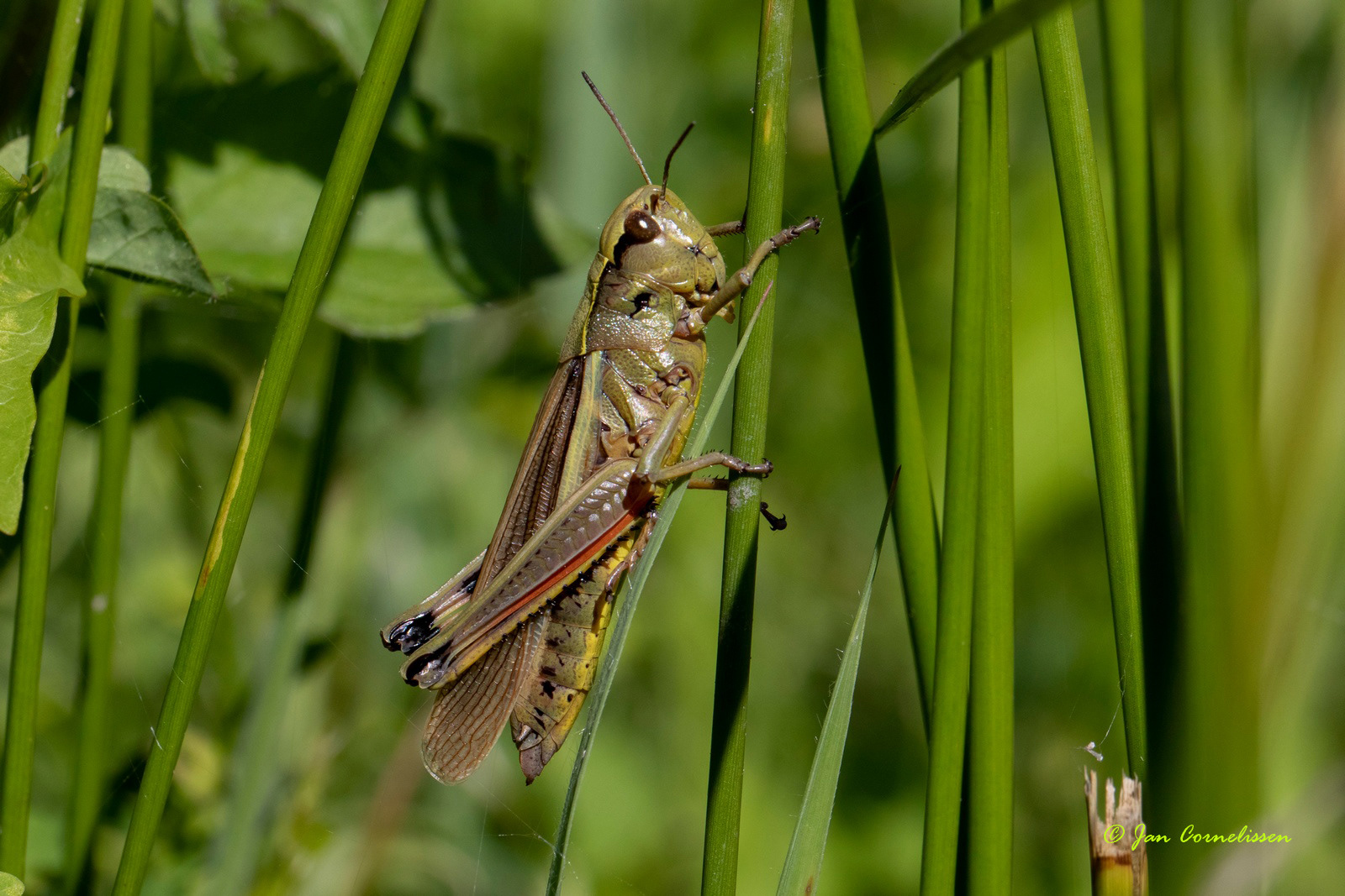 Moerassprinkhaan - Stethophyma grossum (Weert, NL) 2020