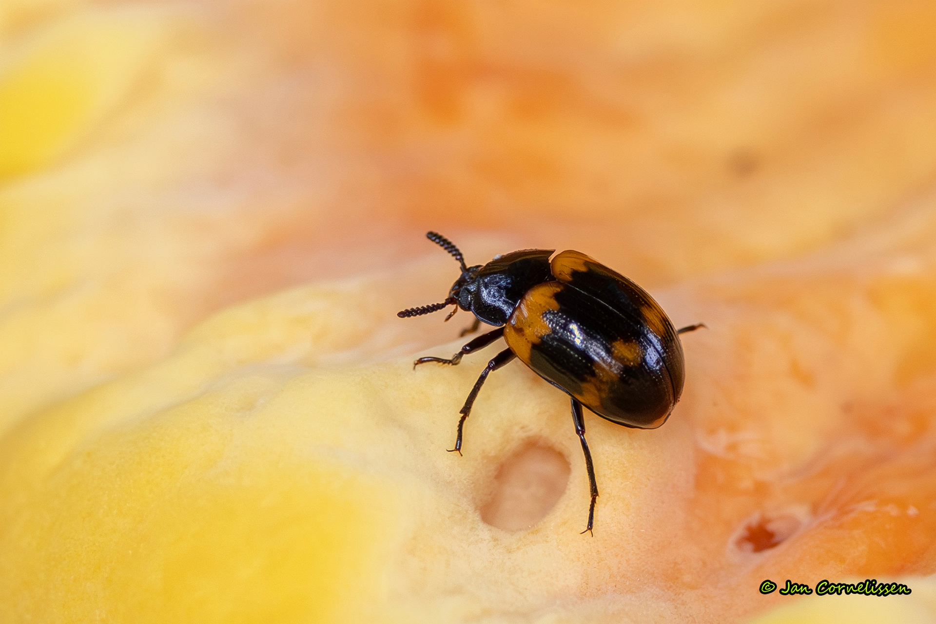 Boletenzwartlijf - Diaperis boleti (Bocholt, B) 2025